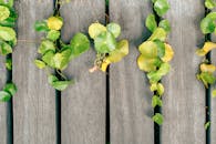 Vibrant Green Leaves on a Wooden Boardwalk