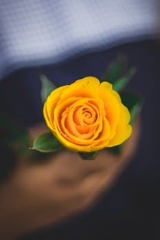 一朵充满活力的黄色玫瑰盛开着，特写镜头下，背景柔和