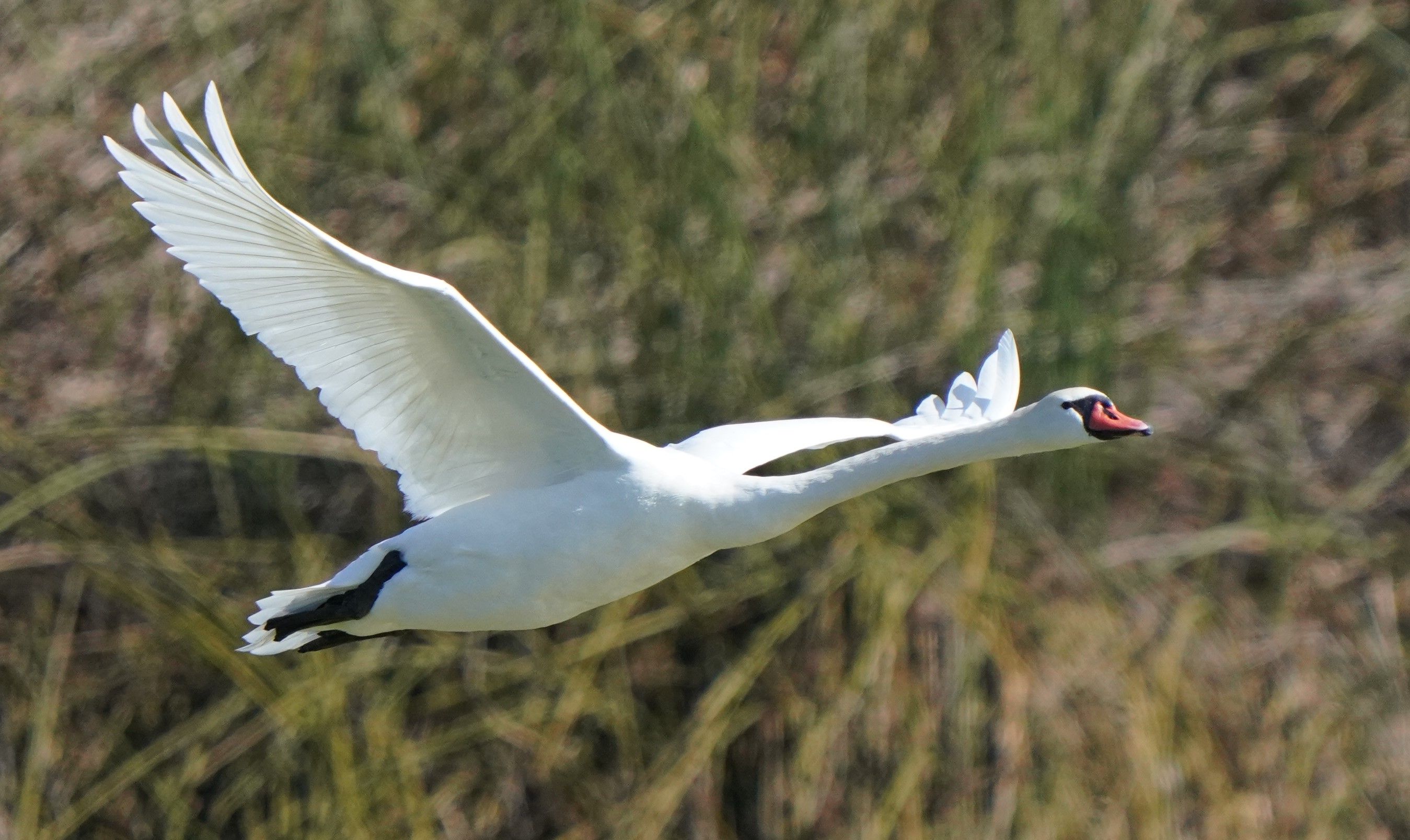 West Swan