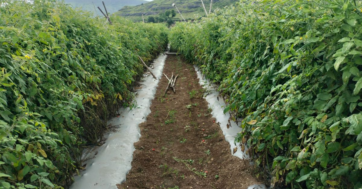 Molagri Secures $5.8M to Develop Adaptable Biopesticides