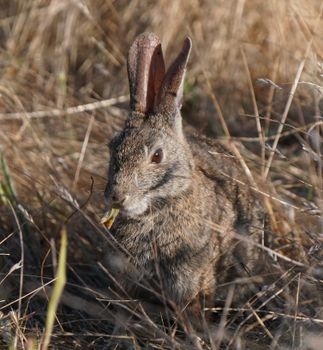 rabbit photo