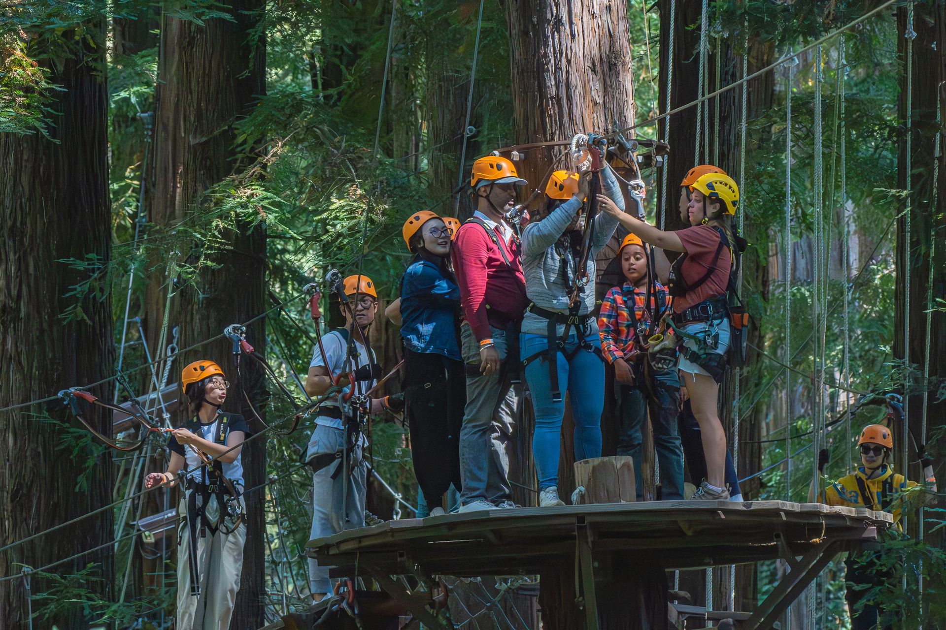 People enjoy a group ziplining adventure amid lush forest canopy.
