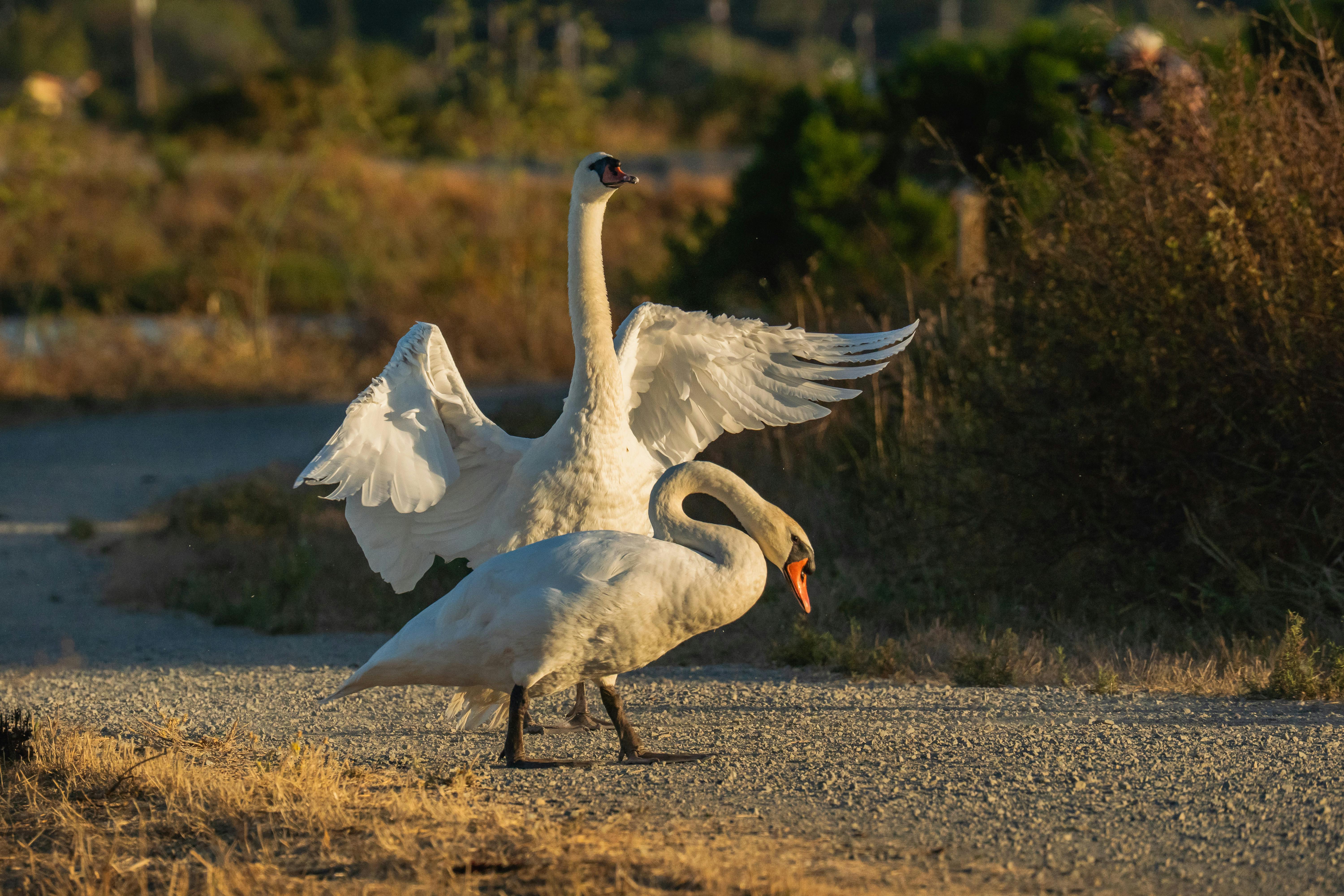 Understanding the Landscape of Scams