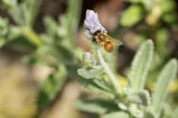 Honey Bee on Lavender Flower in Campbelltown