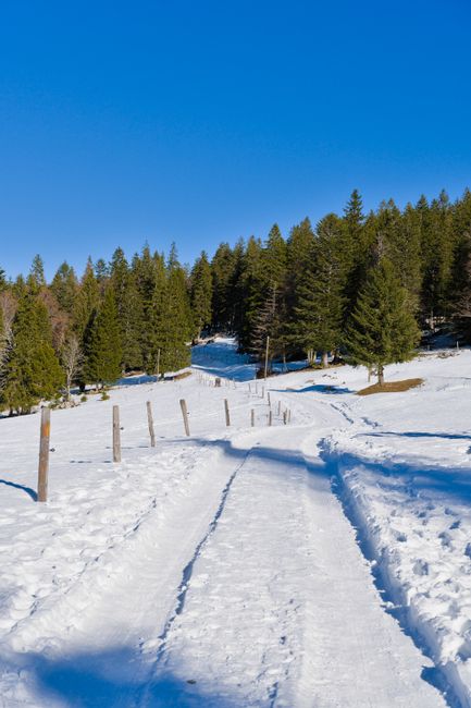 Scenic snowy path leading into a dense pine forest on a bright winter day.