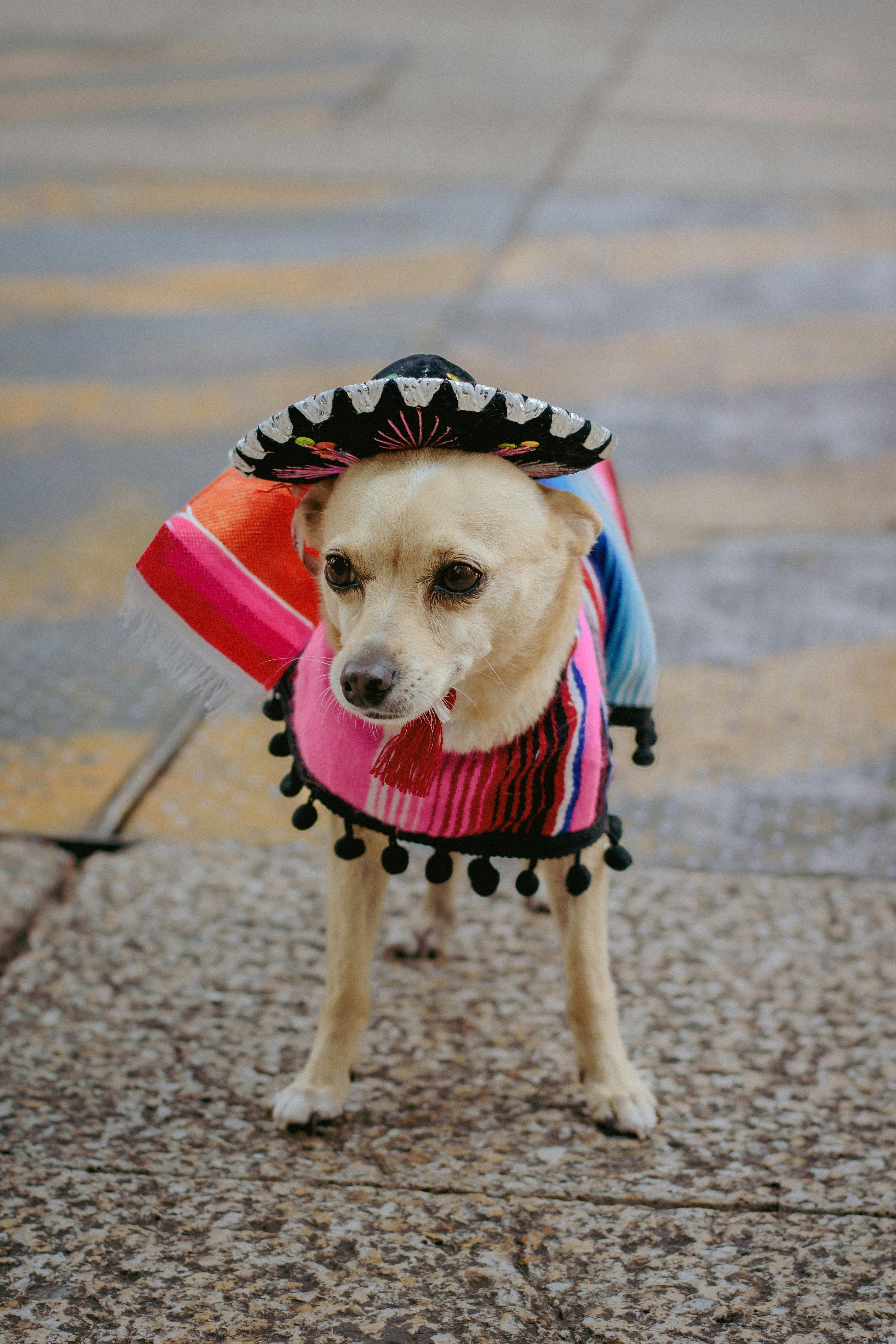 Adorable Chihuahua in colorful traditional Mexican attire and sombrero on an urban street.