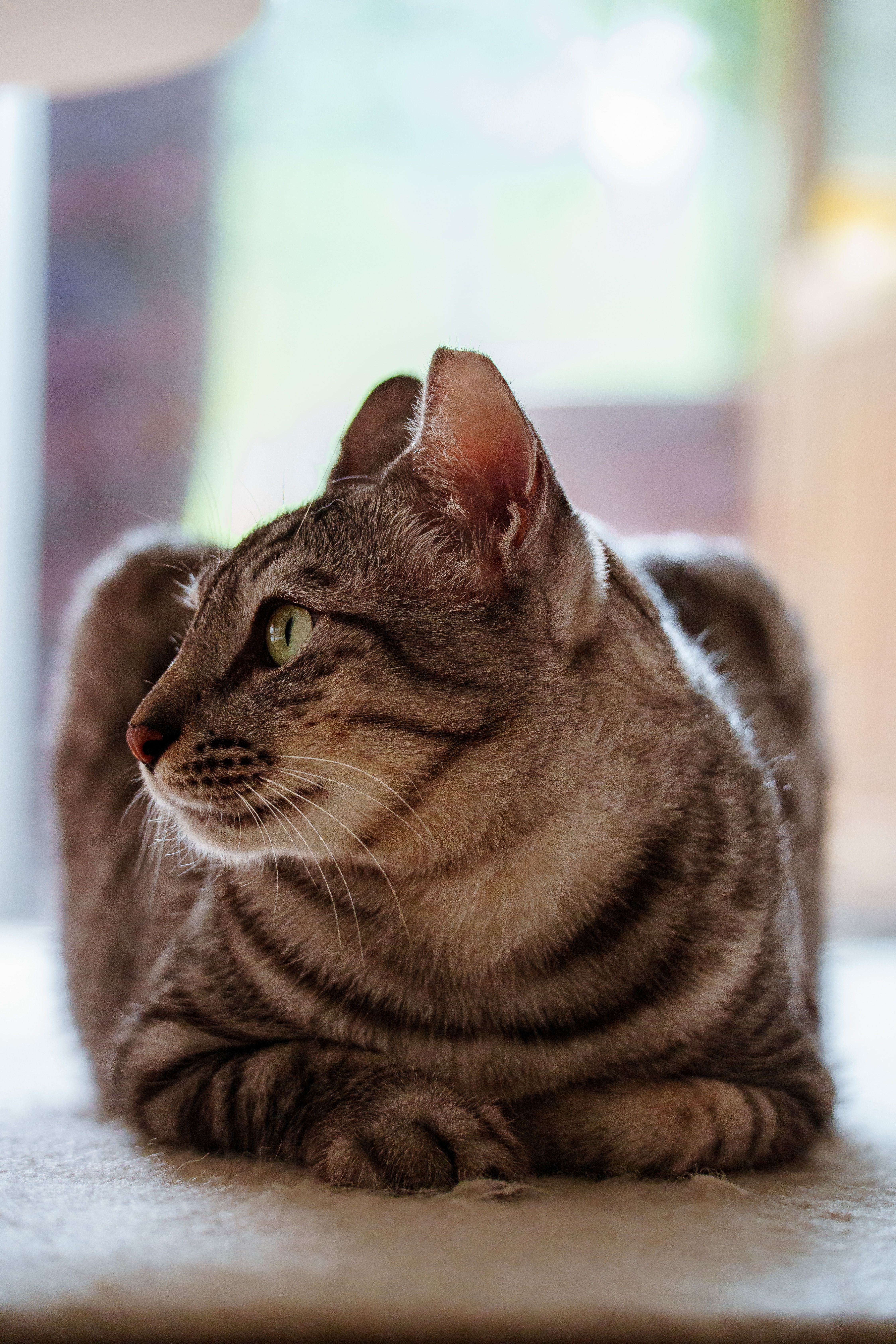 Beautiful Striped Cat in Indoor Setting · Free Stock Photo