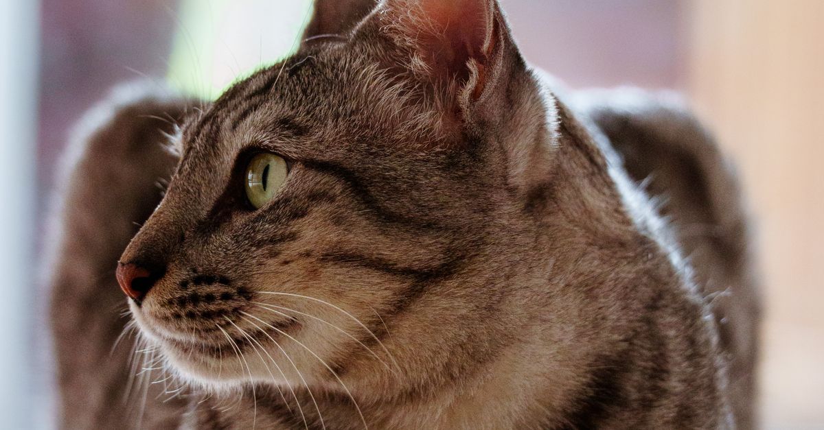 Sriped Pattern Cat Beautiful Striped Cat in Indoor Setting · Free Stock Photo