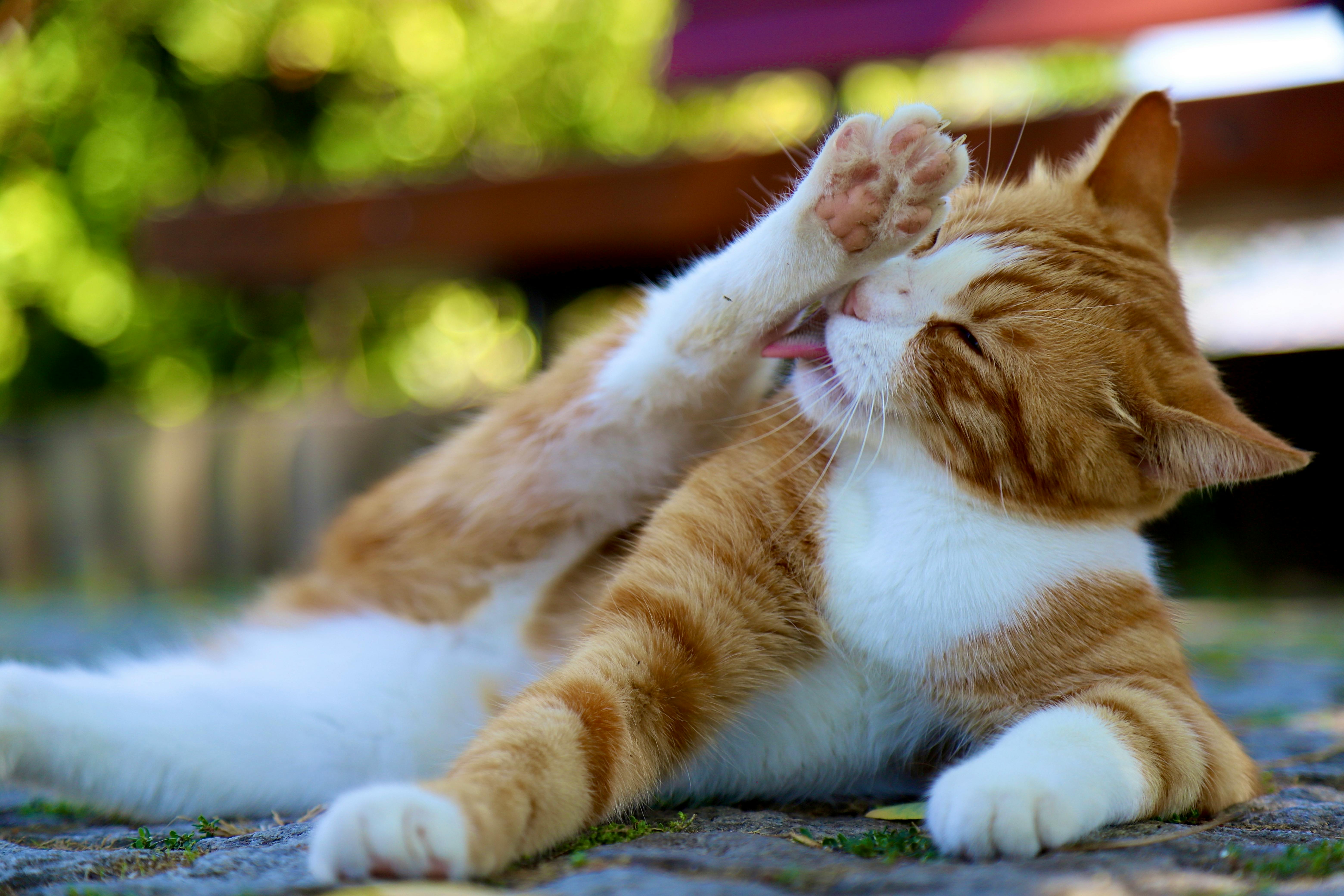 pet care pet grooming — Photo by Hüseyin Ergül on Pexels