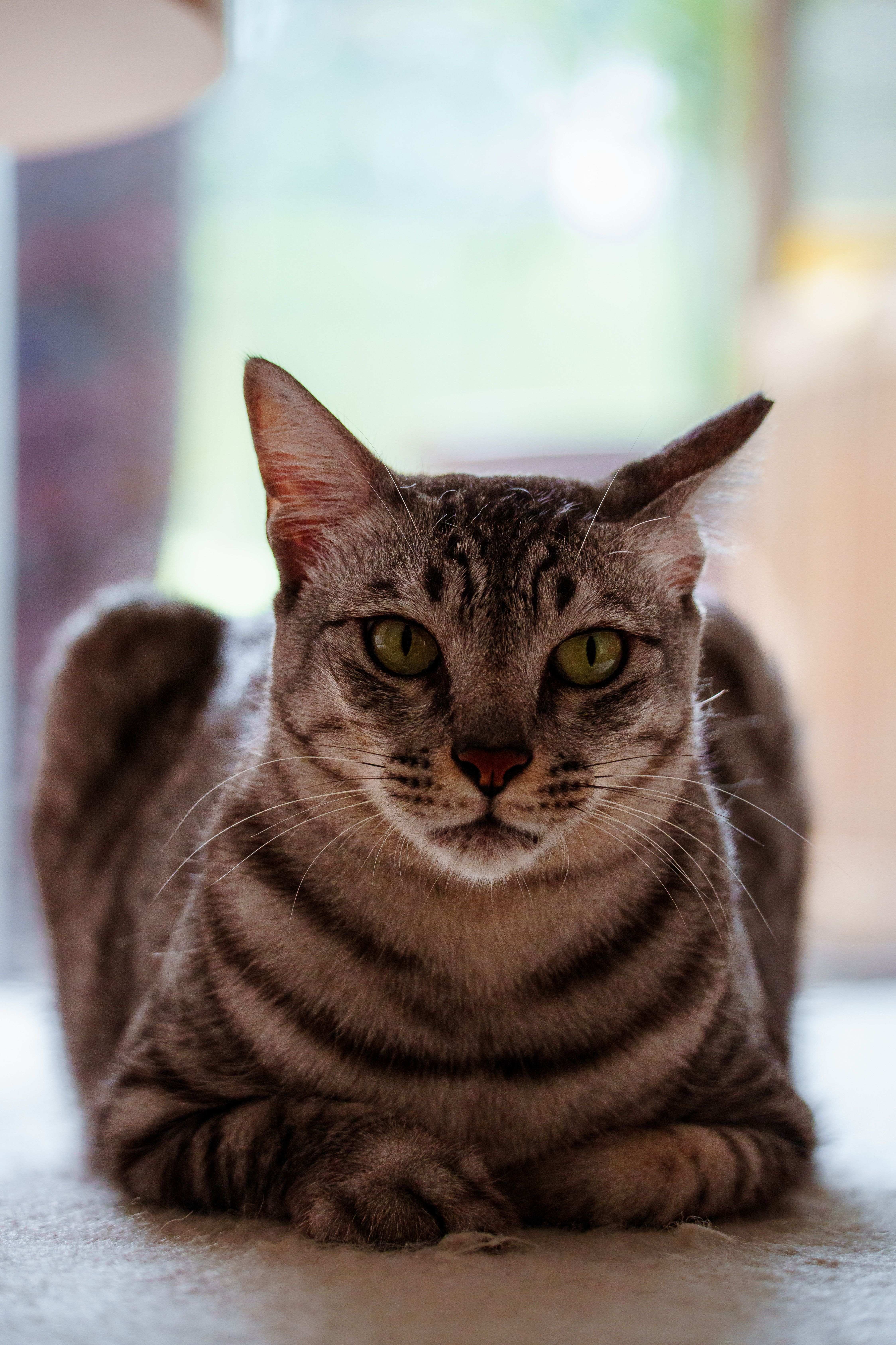 Close-up of a Relaxed Tabby Cat Indoors · Free Stock Photo