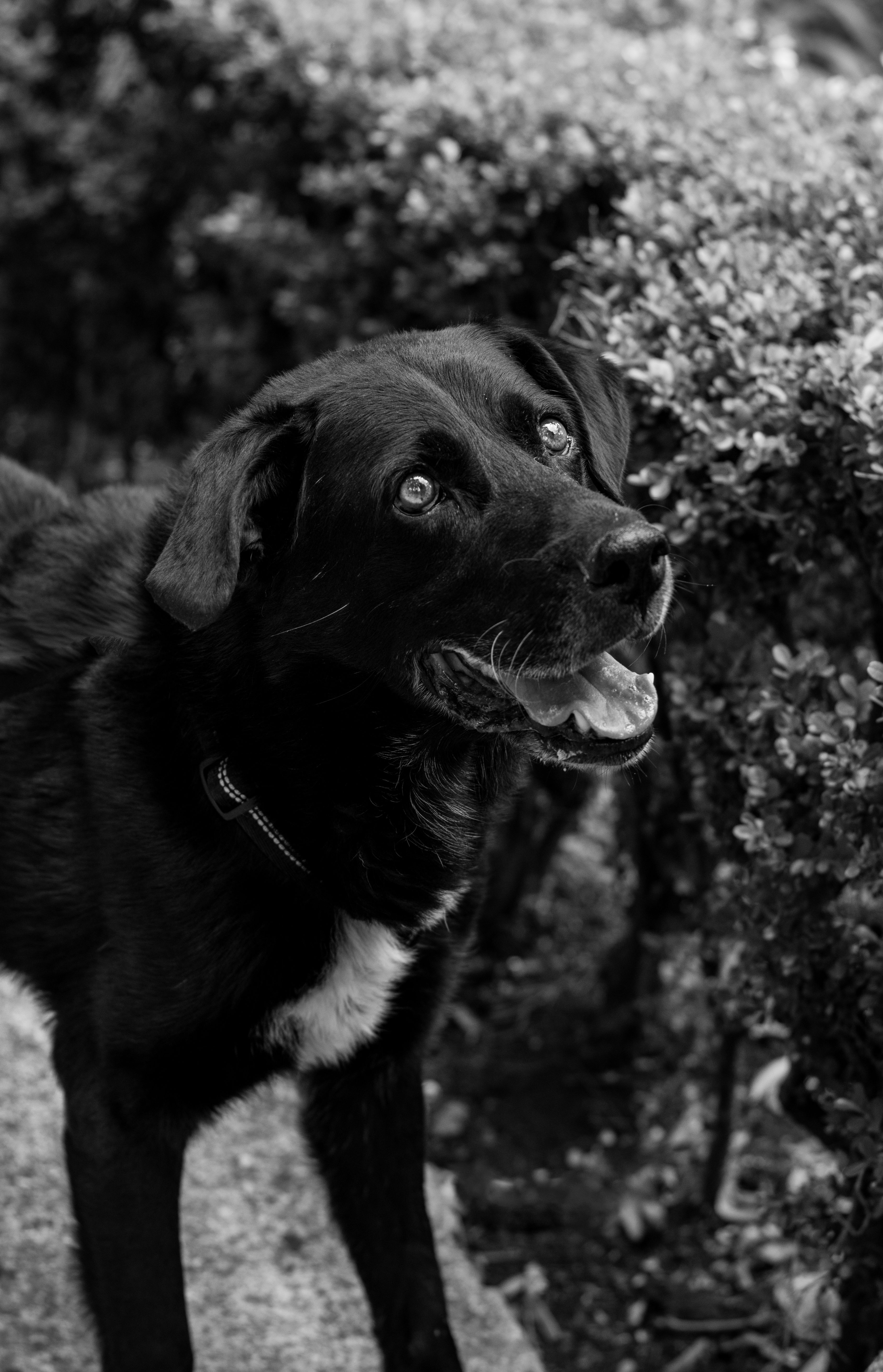 Fotomural Perro negro de ojos brillantes en un jardín, Ciudad de México