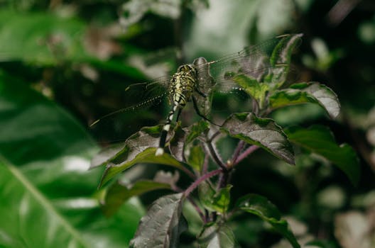 A detailed close-up of a dragonfly perched on green leaves, showcasing nature's beauty.