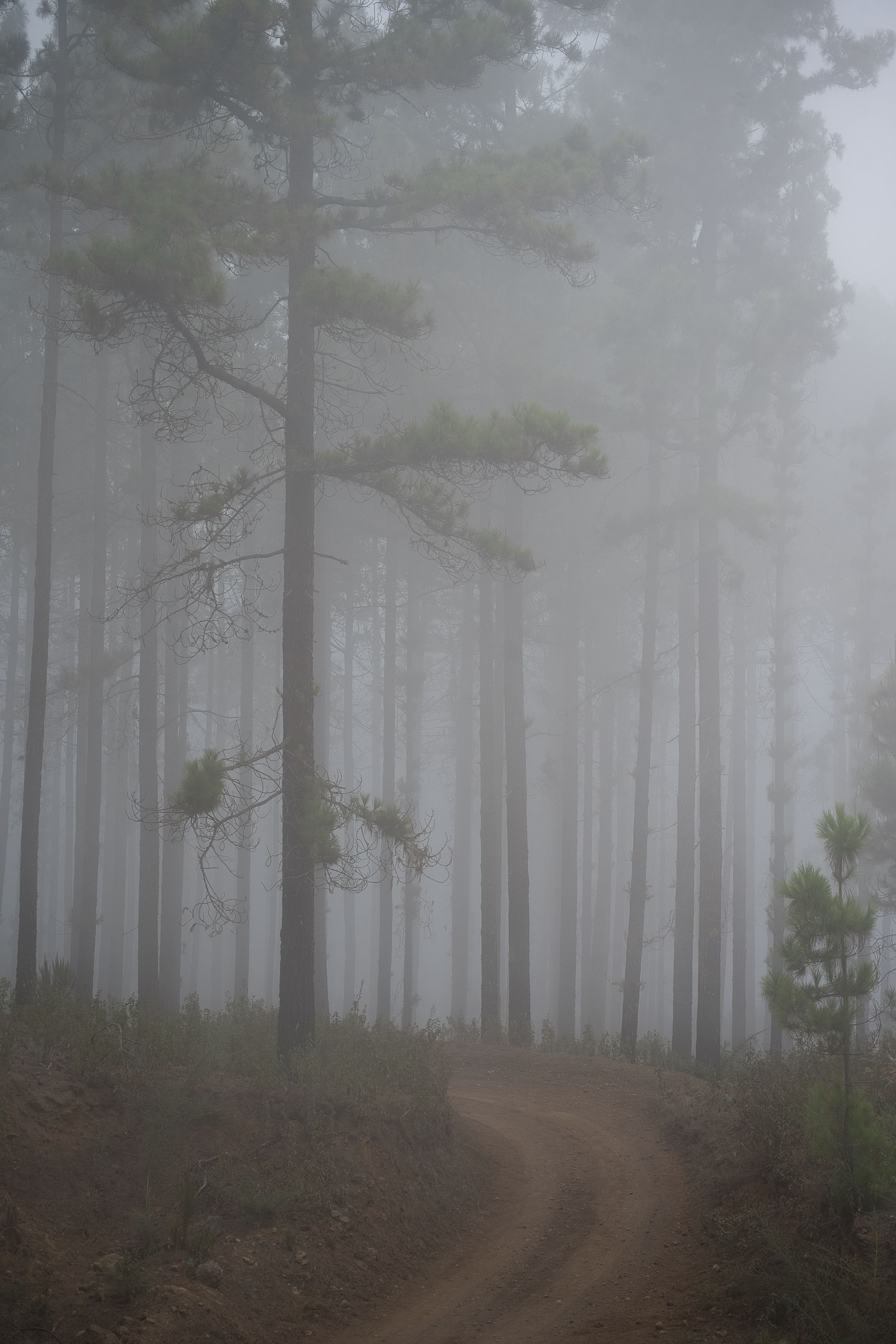 Misty Forest Pathway in Dense Fog · Free Stock Photo