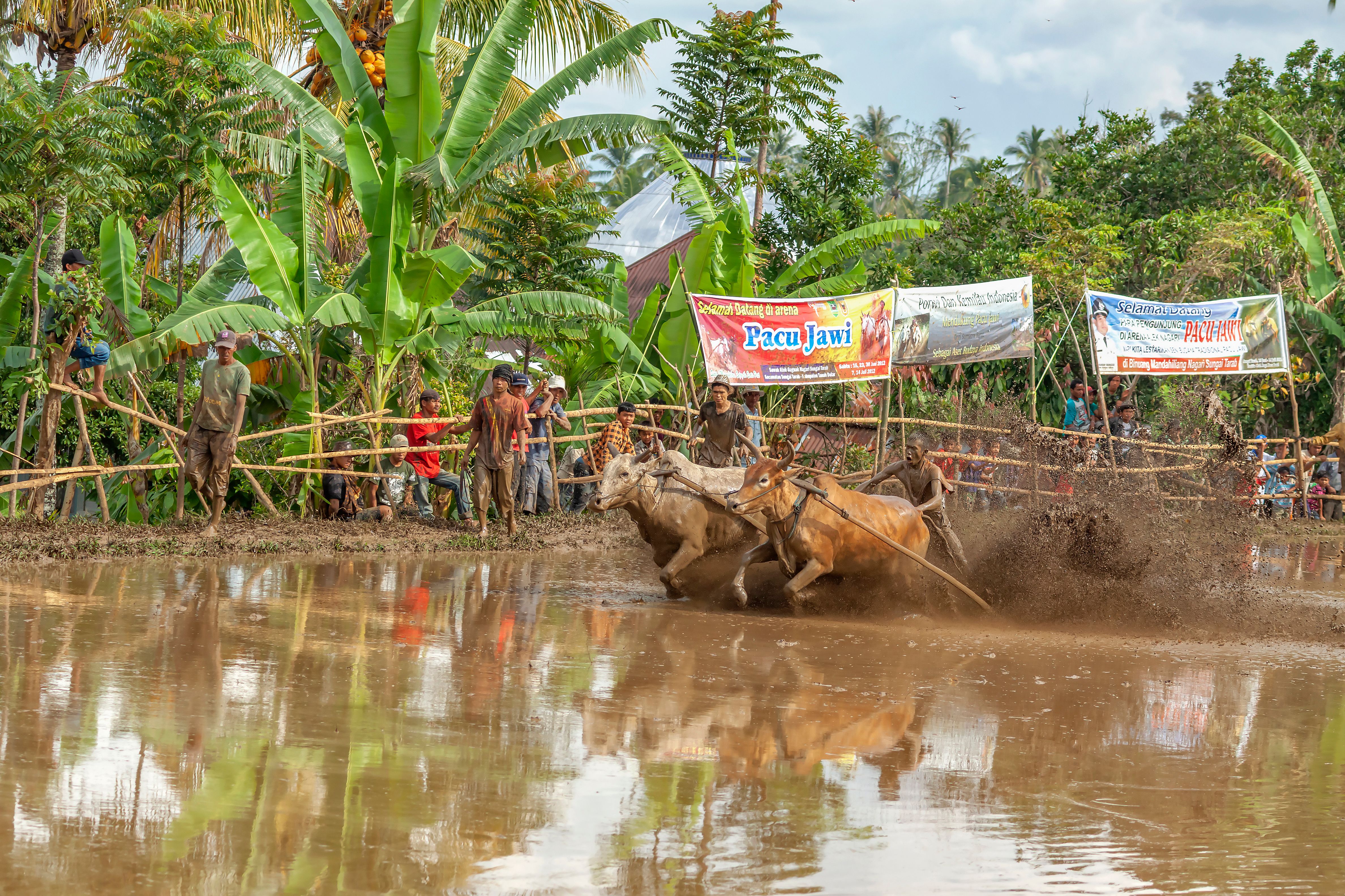 Traditional Bull Racing Event in Indonesia · Free Stock Photo