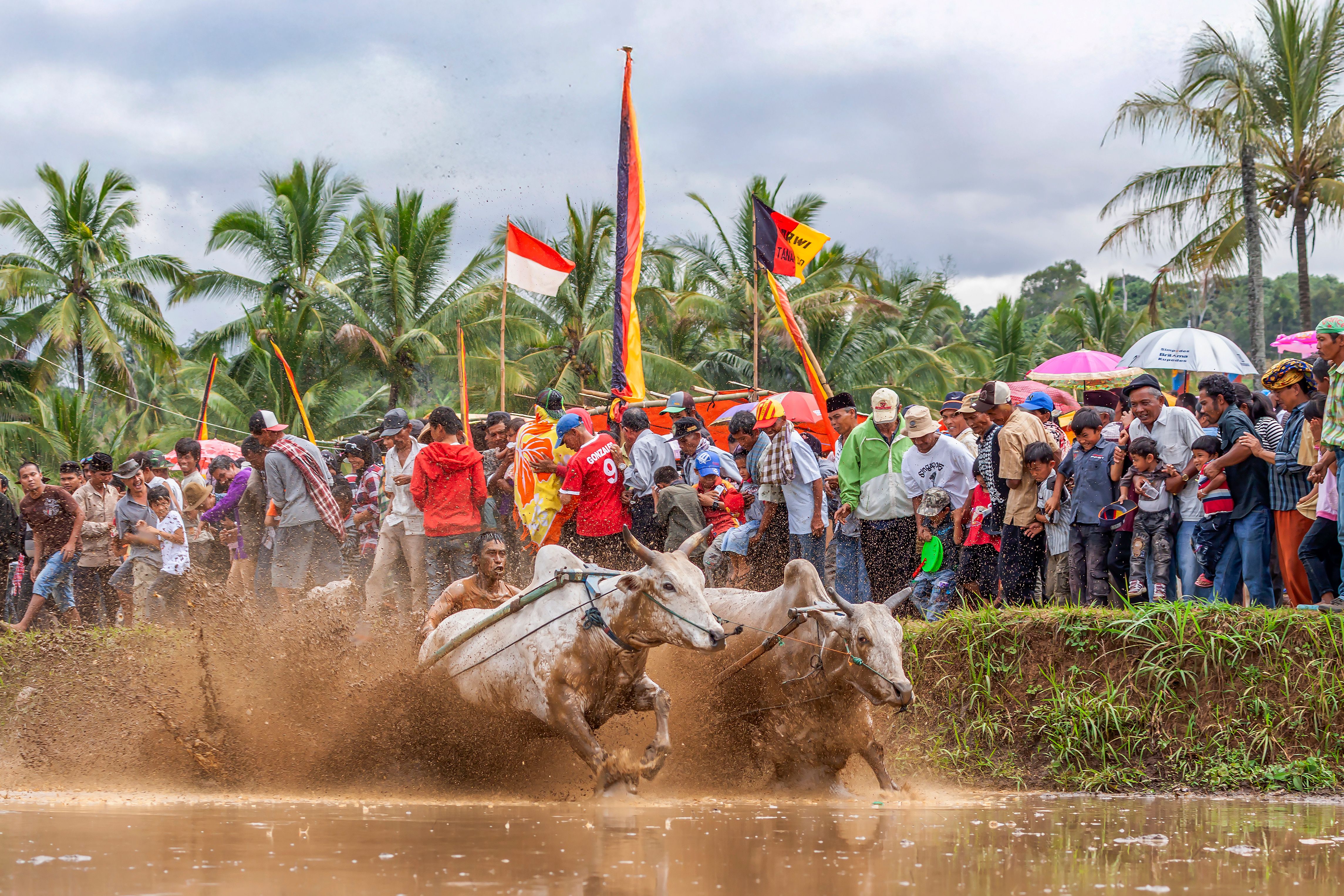 Traditional bull racing festival in Indonesia · Free Stock Photo