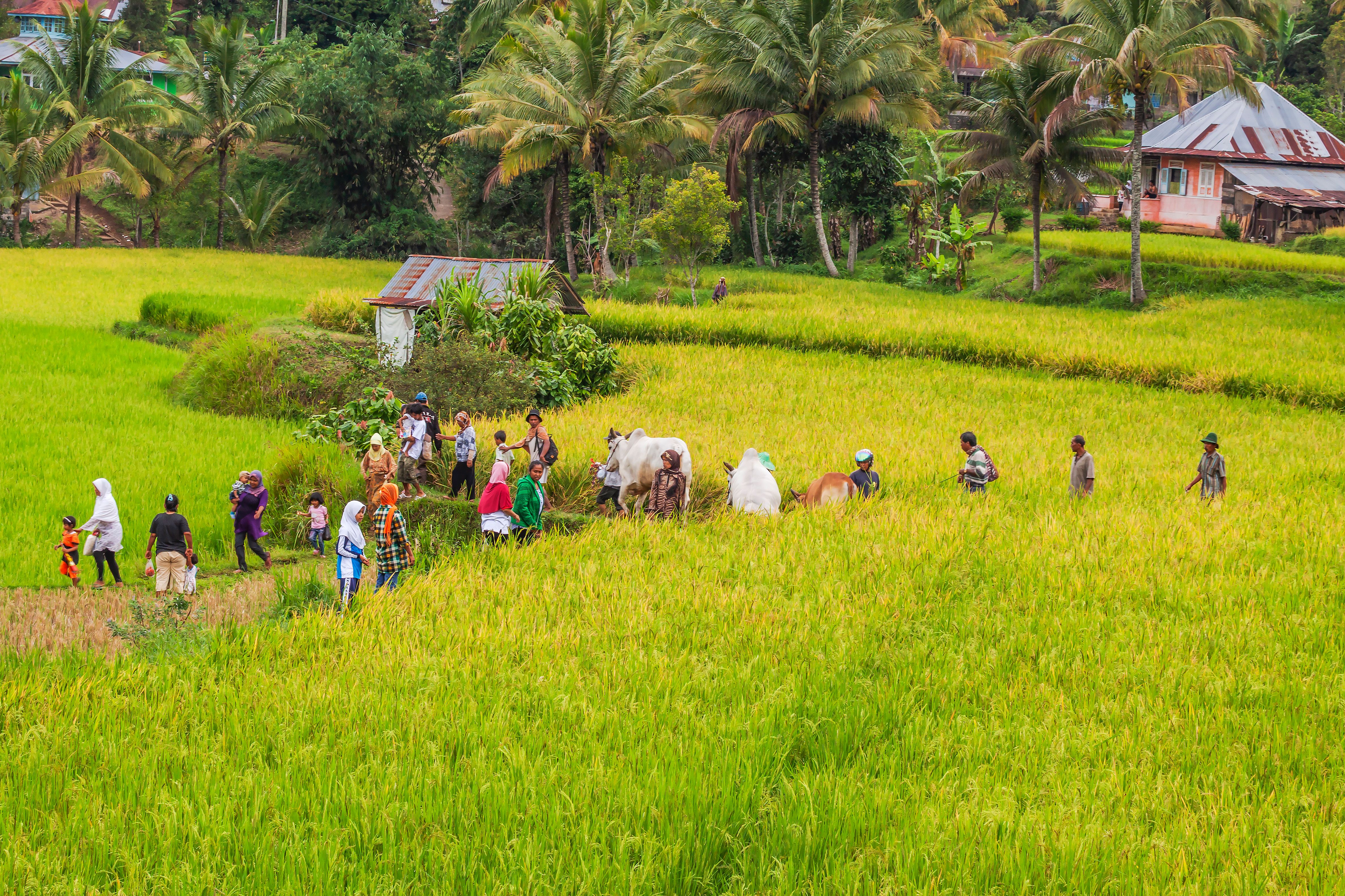 Scenic Rice Field with Farmers and Livestock · Free Stock Photo