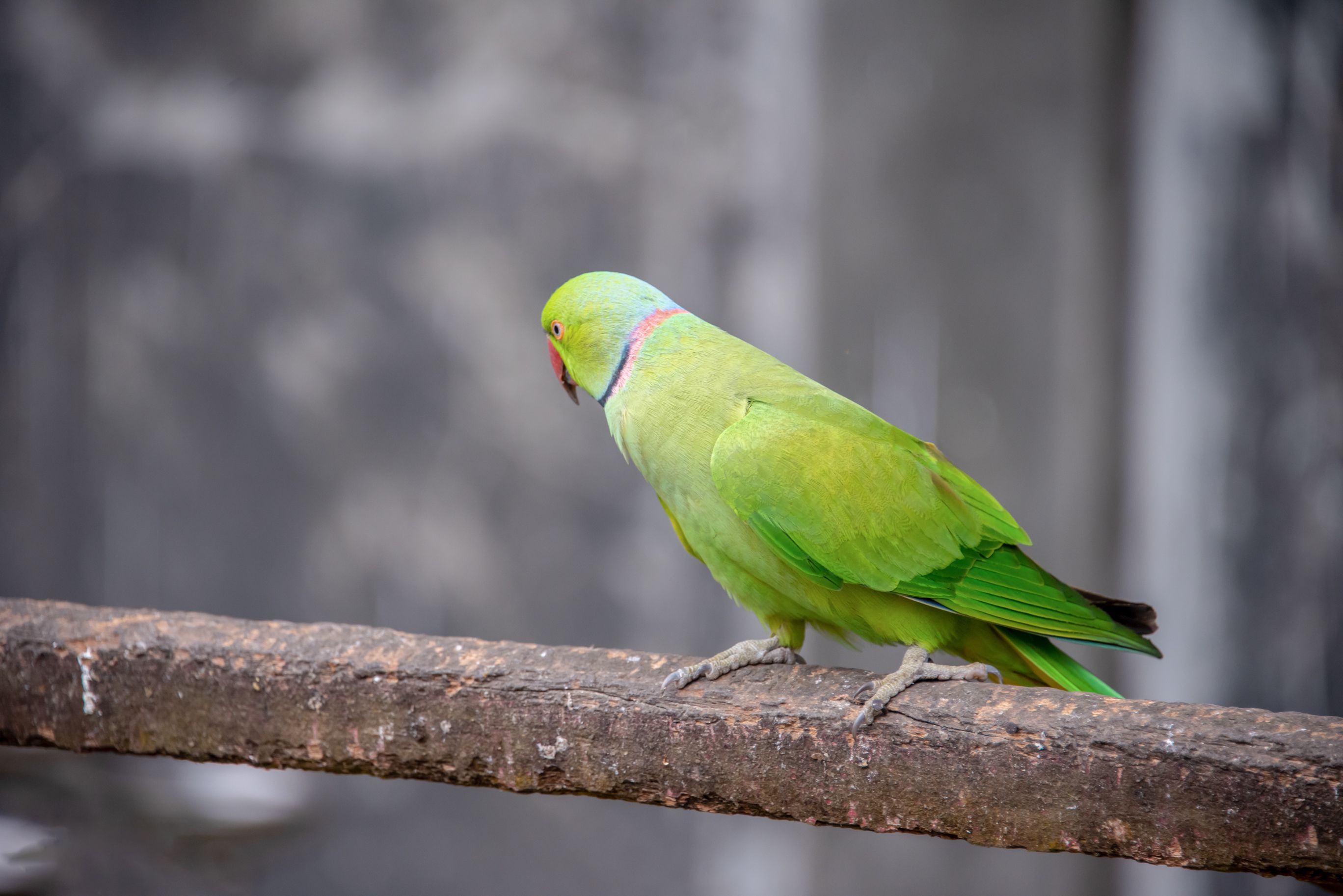 Close-up of a colorful green parrot perched outdoors in Dhaka, Bangladesh.