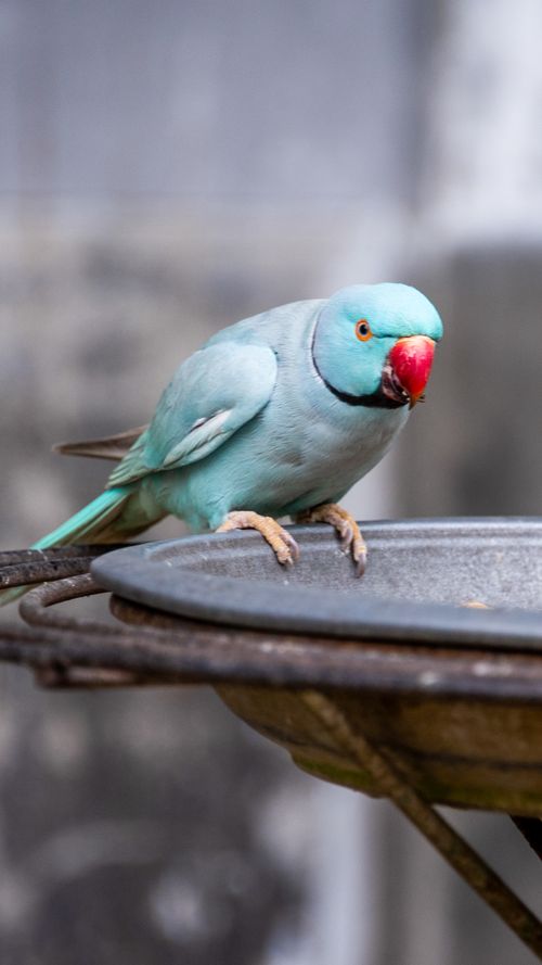 Free A vibrant Indian Ringneck Parrot perches on a metal bird feeder, in an outdoor setting. Stock Photo