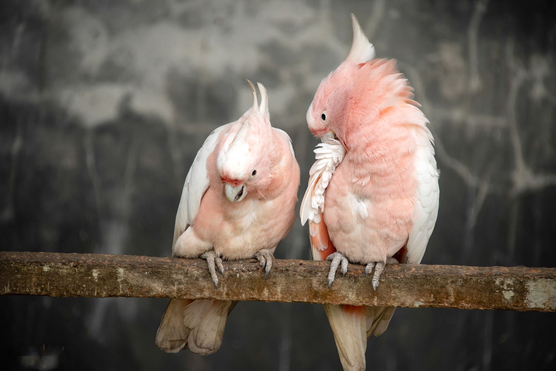 pink cockatoo