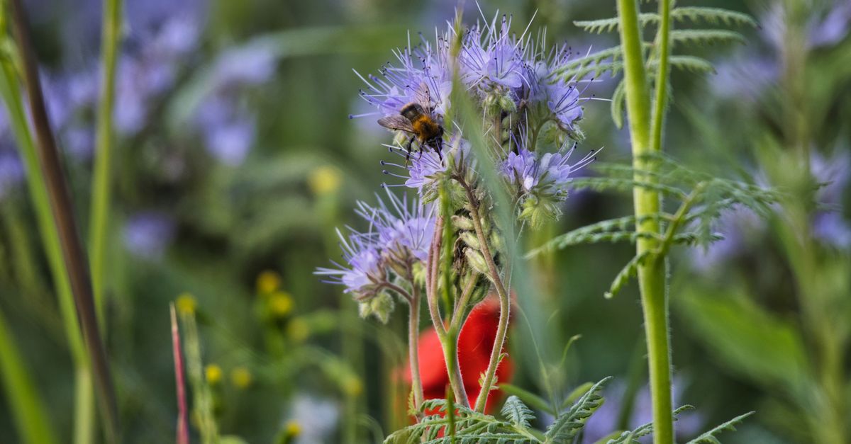 Eine blühende Wildblumenwiese mit Insekten wie Bienen und Schmetterlingen in einem naturnahen Garten