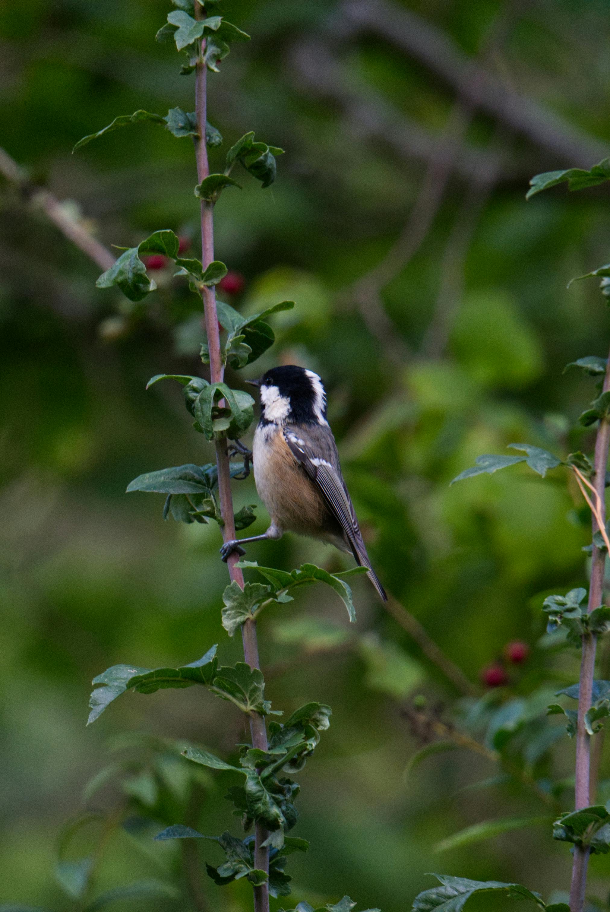 Naked+Small+Breasted+Redheads Photos, Download The BEST Free Naked+Small+Breasted+Redheads Stock