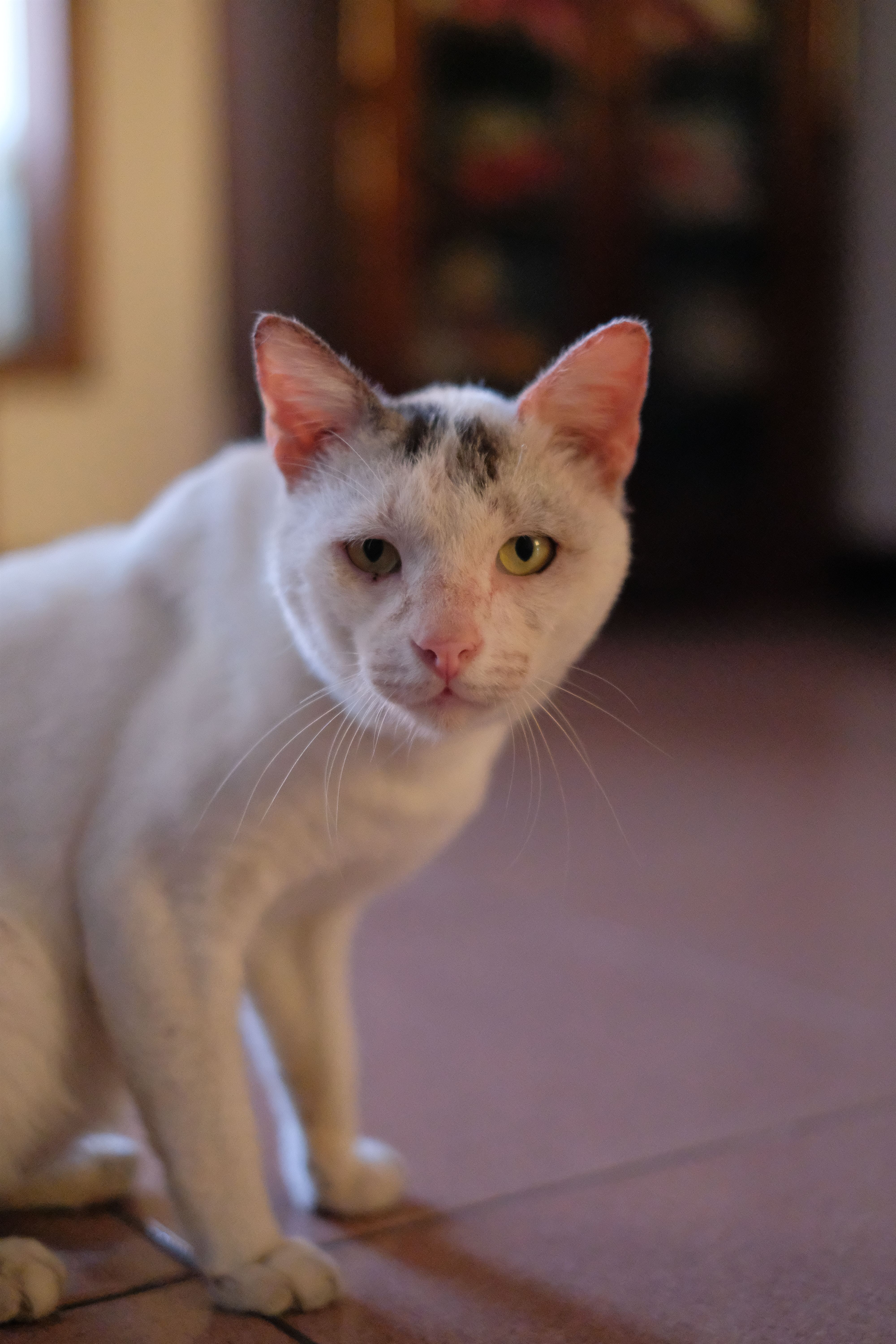 Close-up Portrait of a Domestic White Cat Indoors · Free Stock Photo