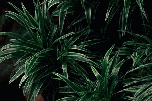 Darmowe zdjęcie z galerii z ciemnozielony, zielony liść