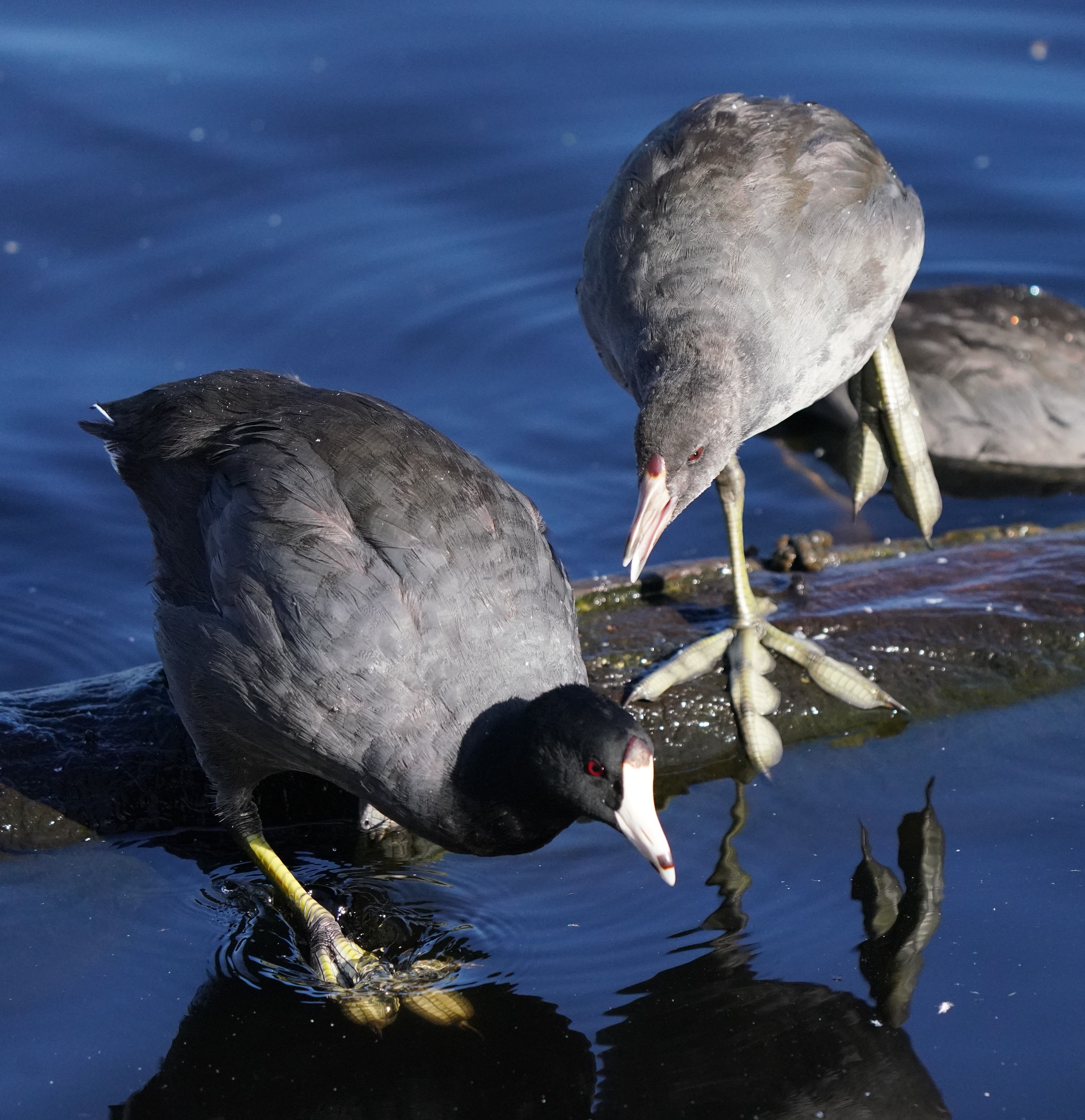 American Coots on Lake in Goleta, California · Free Stock Photo