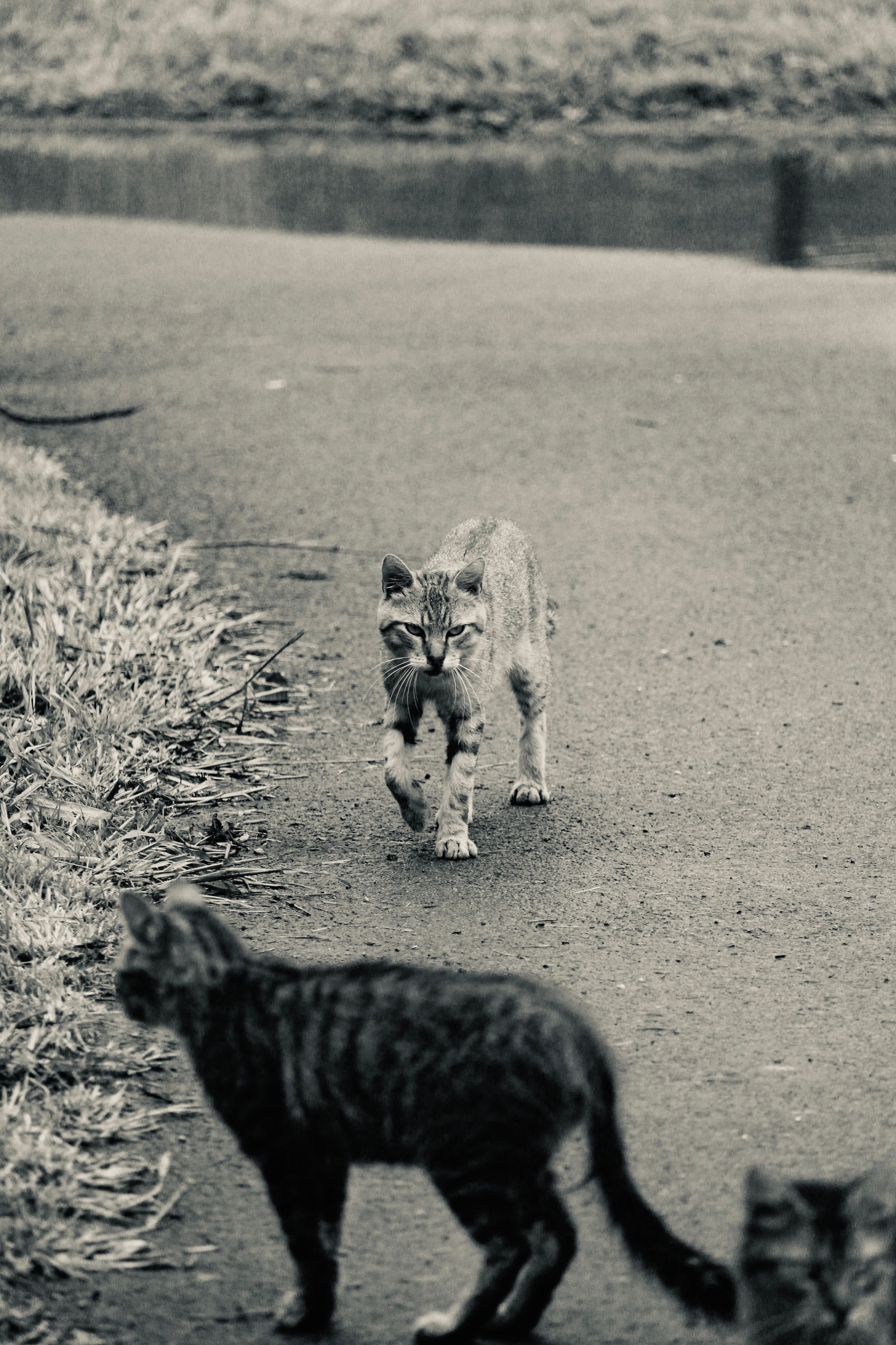 Three cats walking on a path, displaying feline independence in a monochrome outdoor setting.