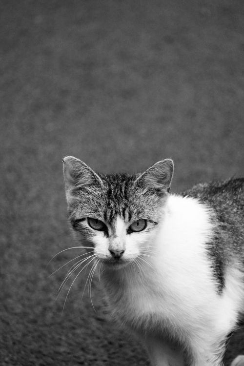 Free A detailed black and white close-up portrait of a street cat looking directly at the camera. Stock Photo