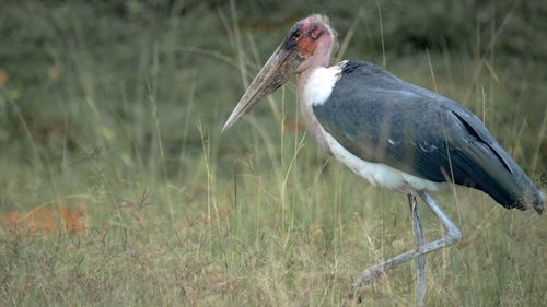 Free Marabou stork in Bunia's lush grasslands, showcasing serene wildlife beauty. Stock Photo