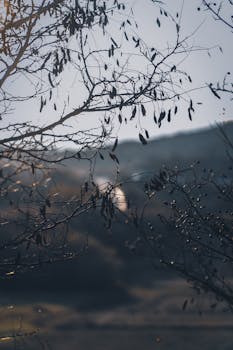 Quiet early morning scene with sun rising through bare branches in late autumn.