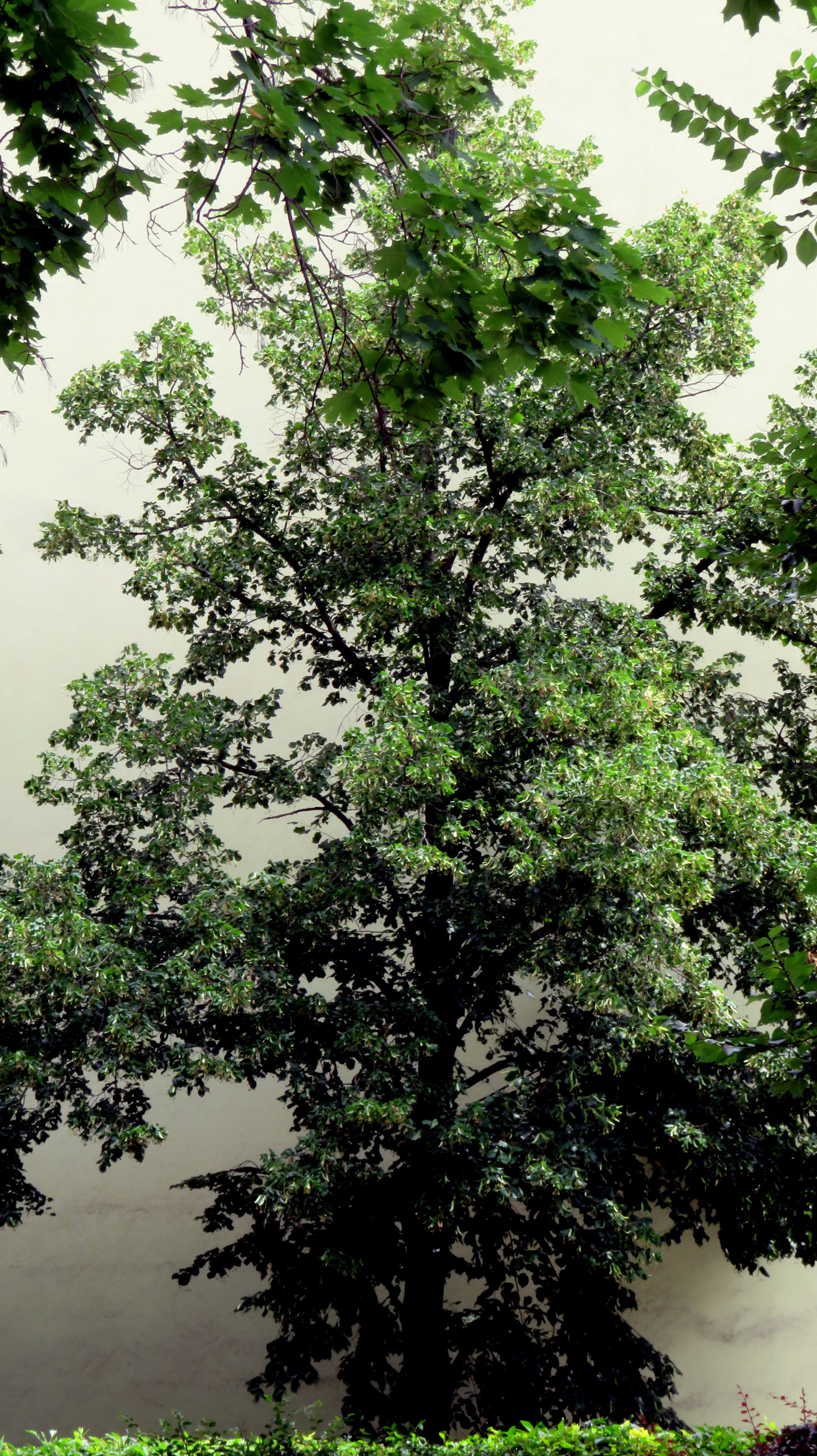 Popler Tree Photos, Download The BEST Free Popler Tree Stock Photos ...