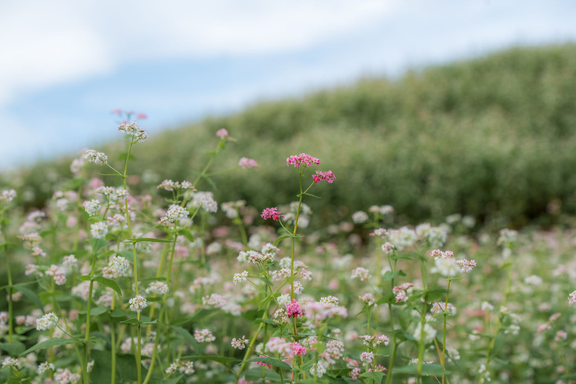Beautiful pink and white wildflowers in a lush, green meadow under a blue sky