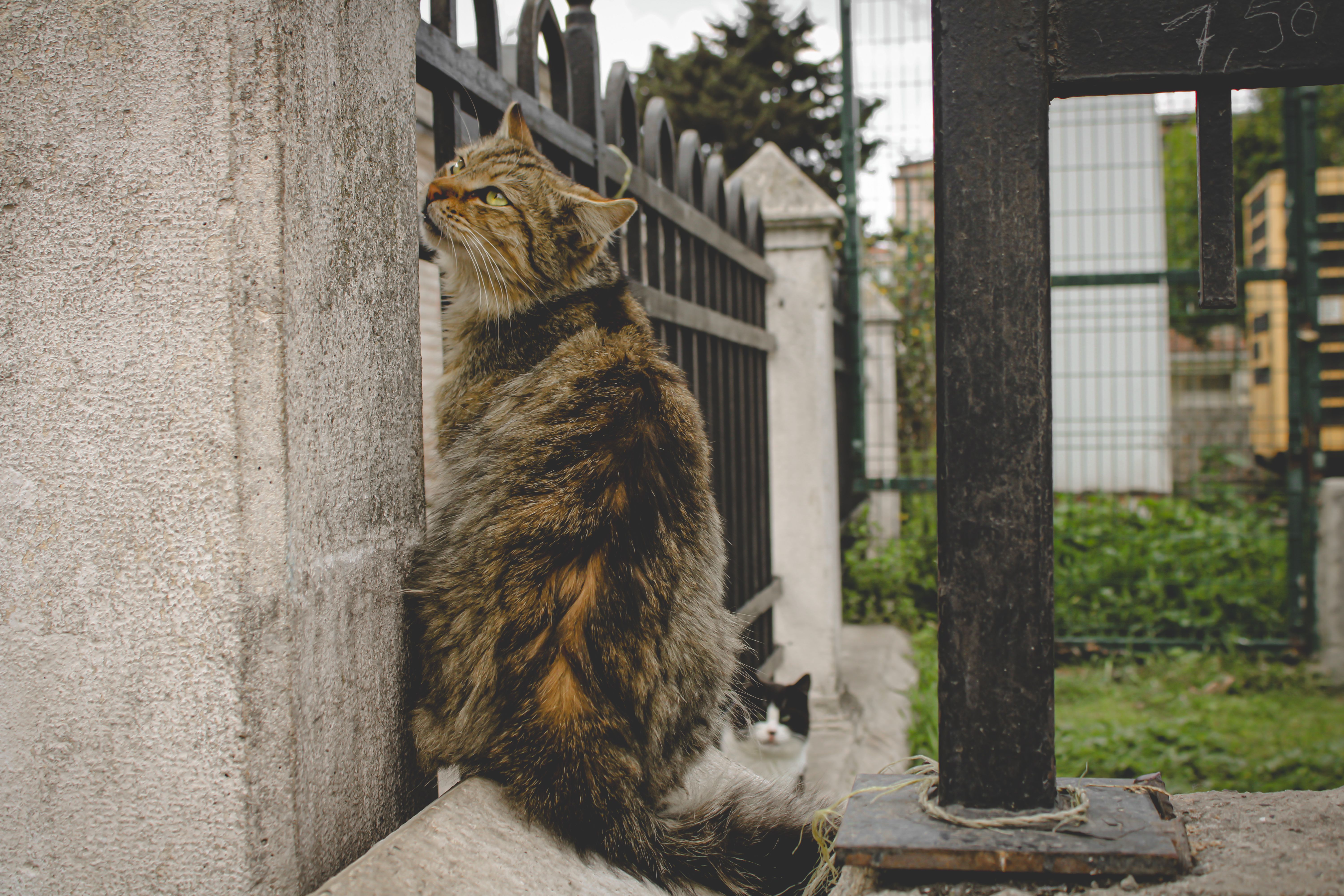 Why is my cat refusing to come in? - The Institute for Environmental ...
