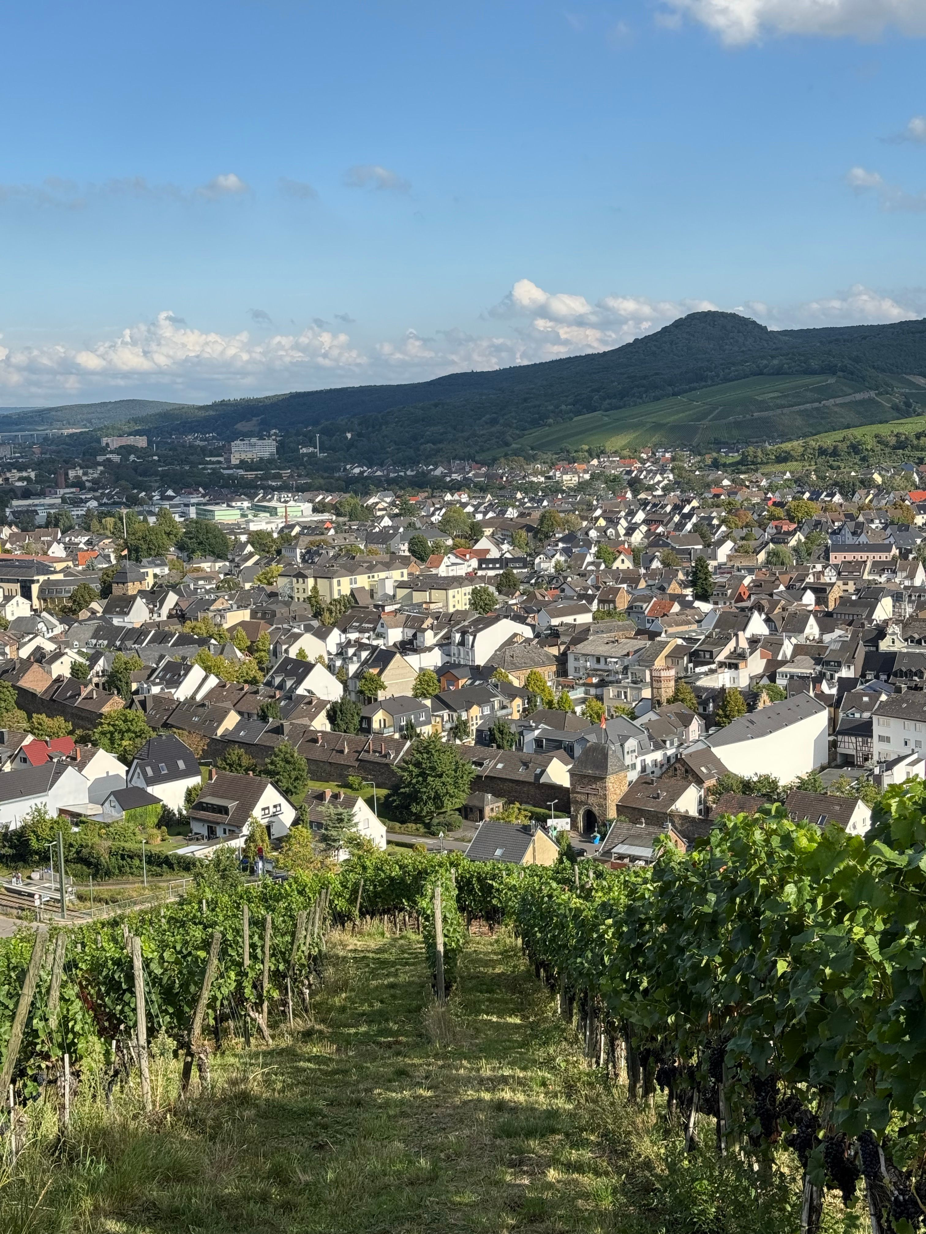 Lush vineyards overlooking the historic town of Ahrweiler in Germany.