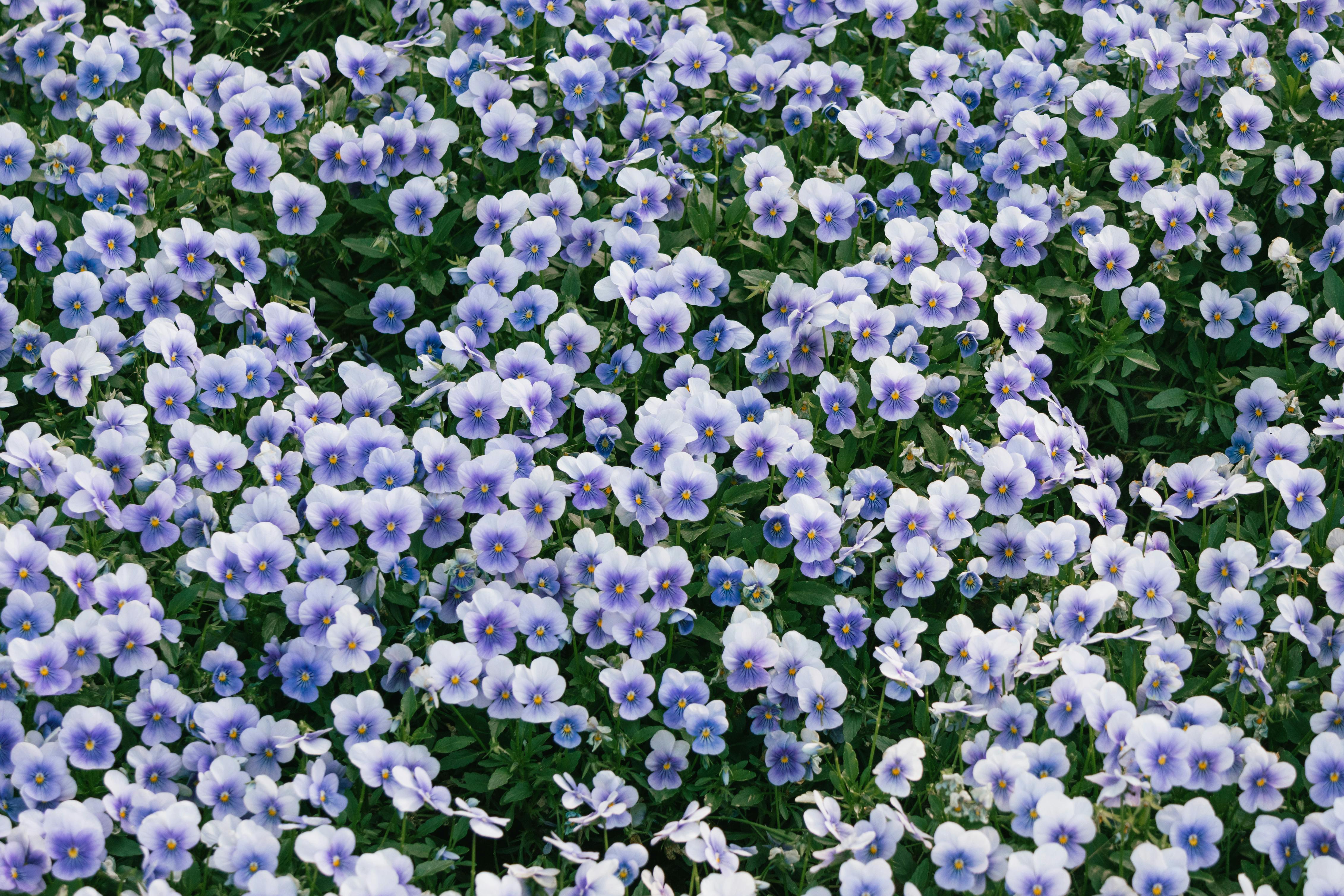[ColoSach]-a-lush-field-of-vibrant-purple-pansy-flowers-in-full-bloom,-showcasing-nature's-beauty.