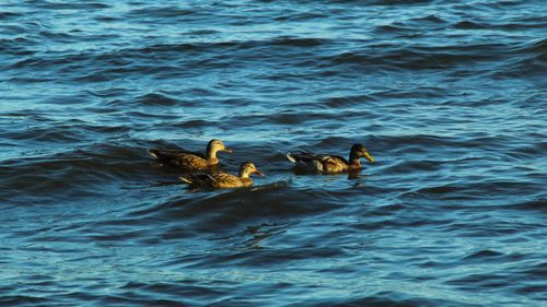 Free Beautiful scene of three ducks gracefully swimming in calm waters. Stock Photo