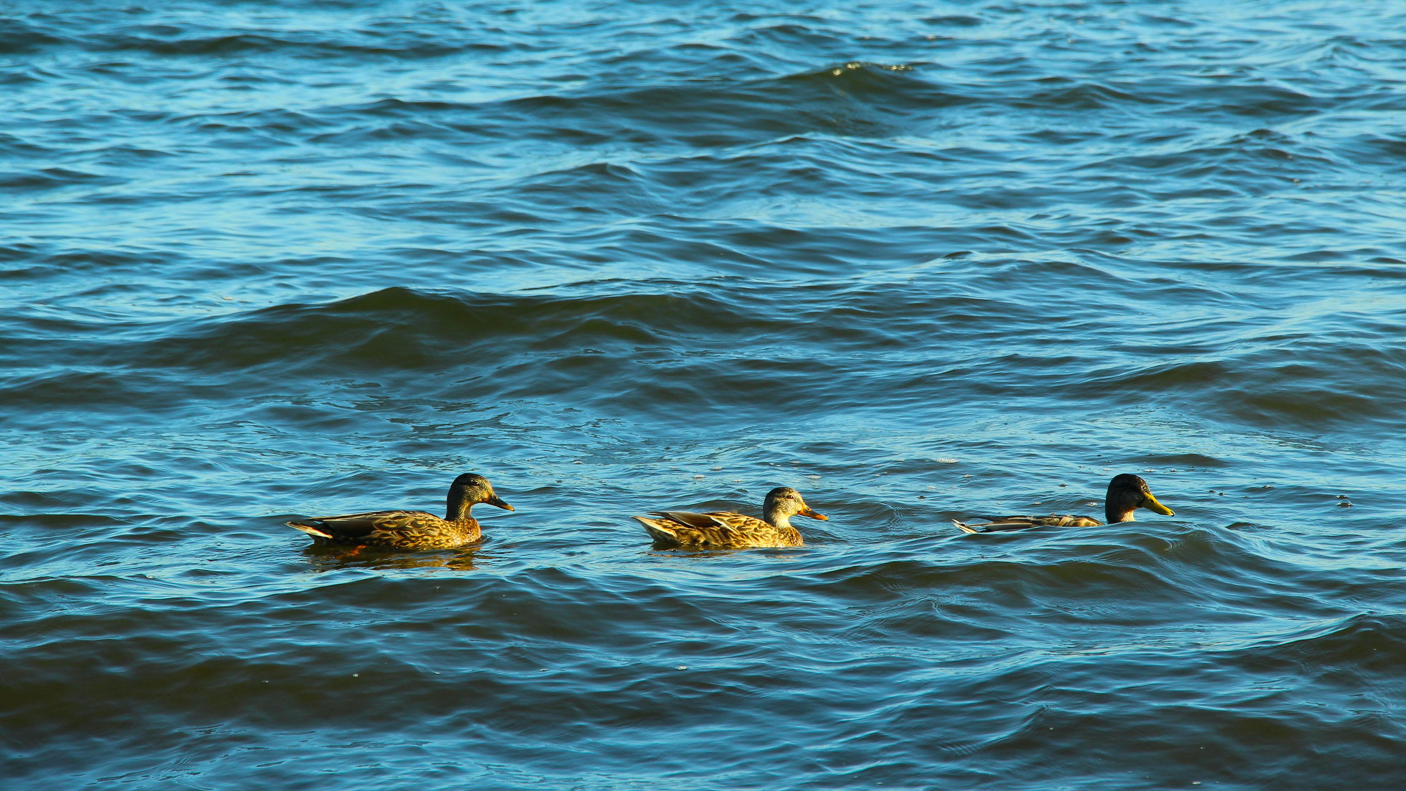 Naked+Small+Breasted+Redheads Photos, Download The BEST Free Naked+Small+Breasted+Redheads Stock