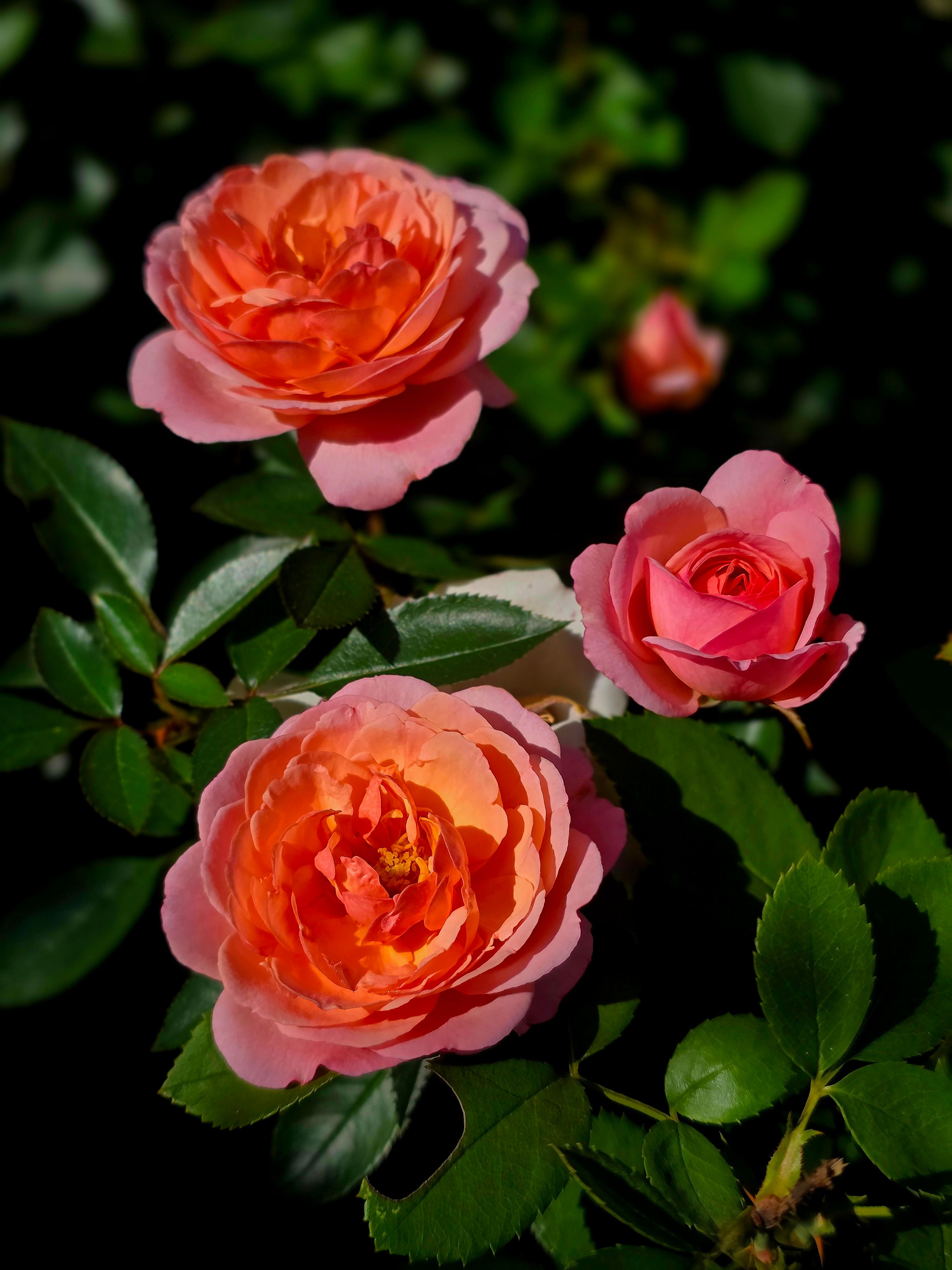Close-up of Vibrant Orange Roses in Bloom · Free Stock Photo