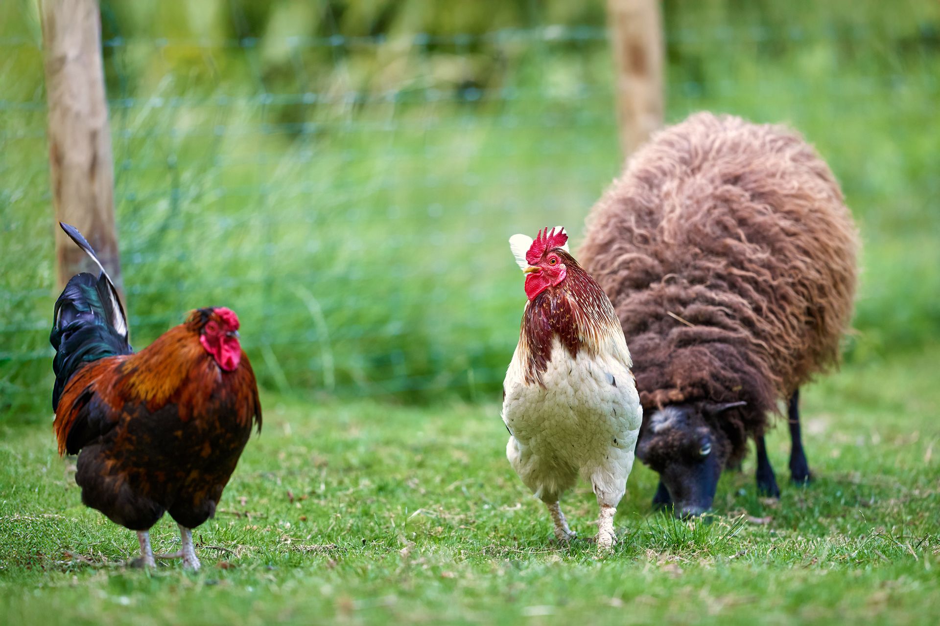 Two colorful roosters and a woolly brown sheep share a vibrant green pasture. A classic scene of rural farm life and free-range animals coexisting peacefully in the countryside.