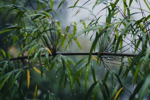 Free Serene close-up of wet bamboo leaves with dewdrops, evoking tranquility in a misty jungle environment. Stock Photo