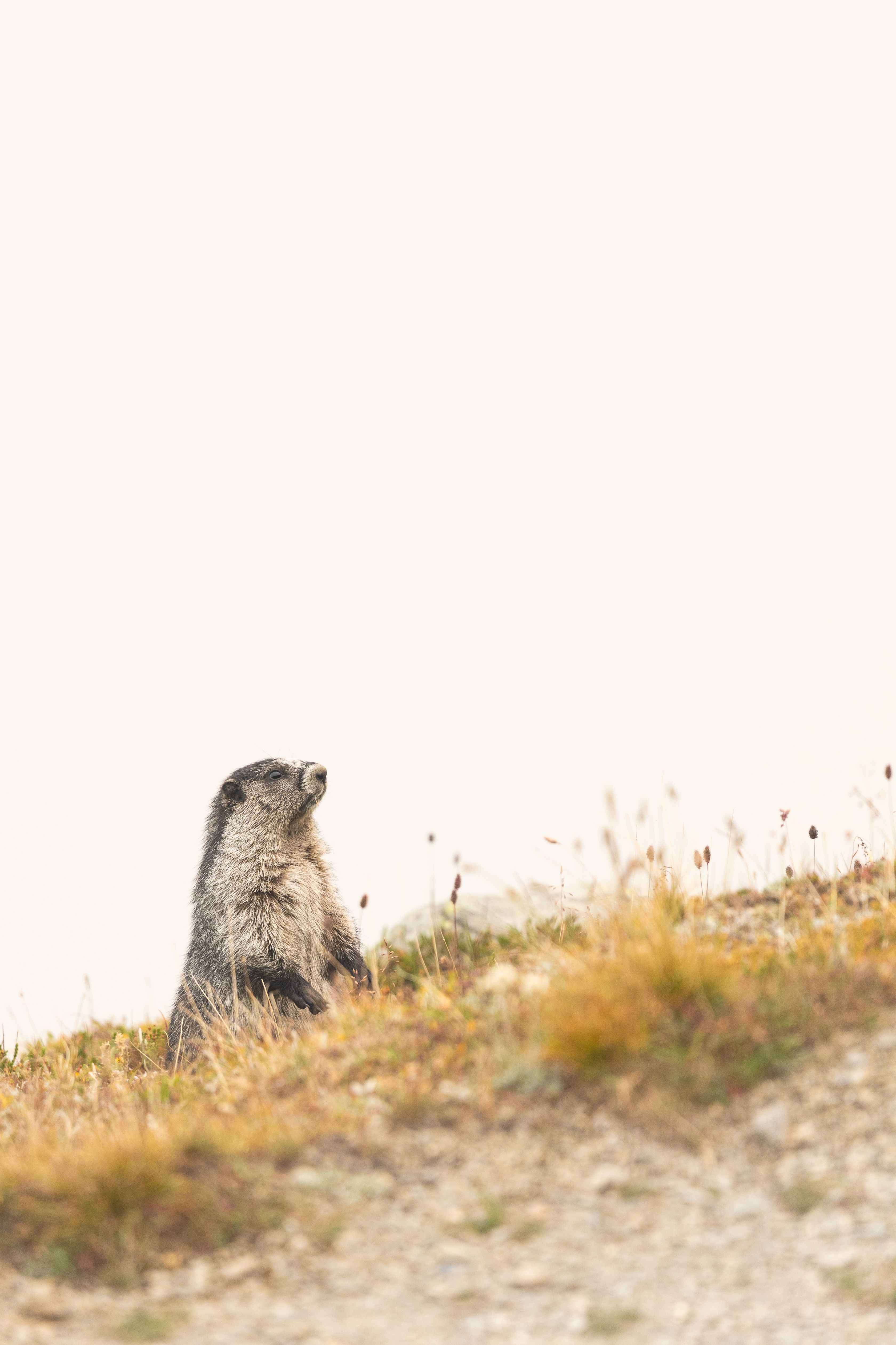 A lone marmot sitting on a grassy mountain slope in Jasper, Alberta, Canada.