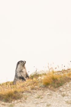 A lone marmot sitting on a grassy mountain slope in Jasper, Alberta, Canada.