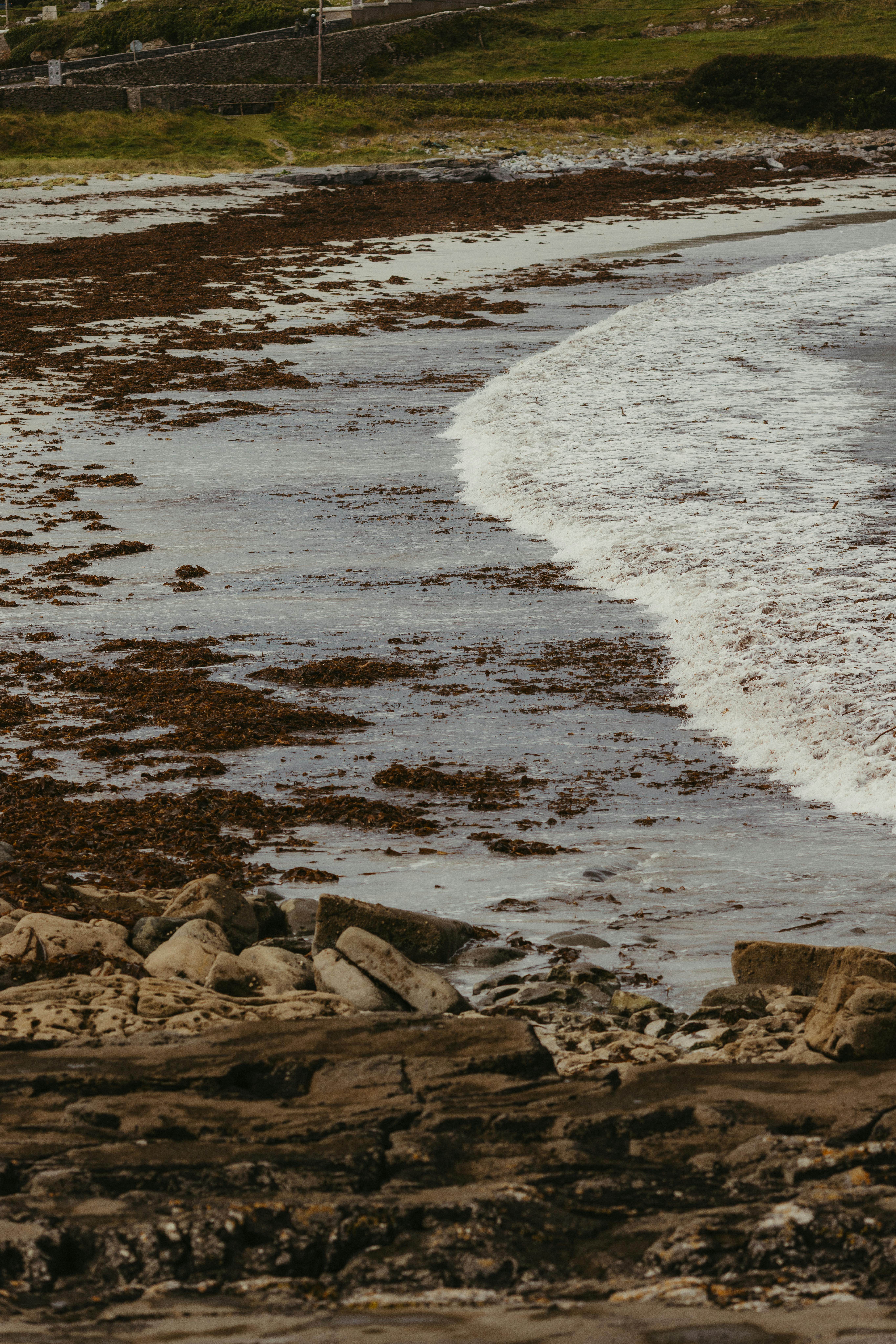 De franc Foto d'estoc gratuïta de @outdoor, algues, atlàntic salvatge Foto d'estoc