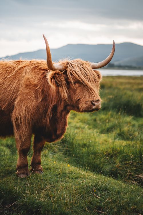 Free A majestic Highland cow stands in a verdant field with mountains in the background in Scotland. Stock Photo