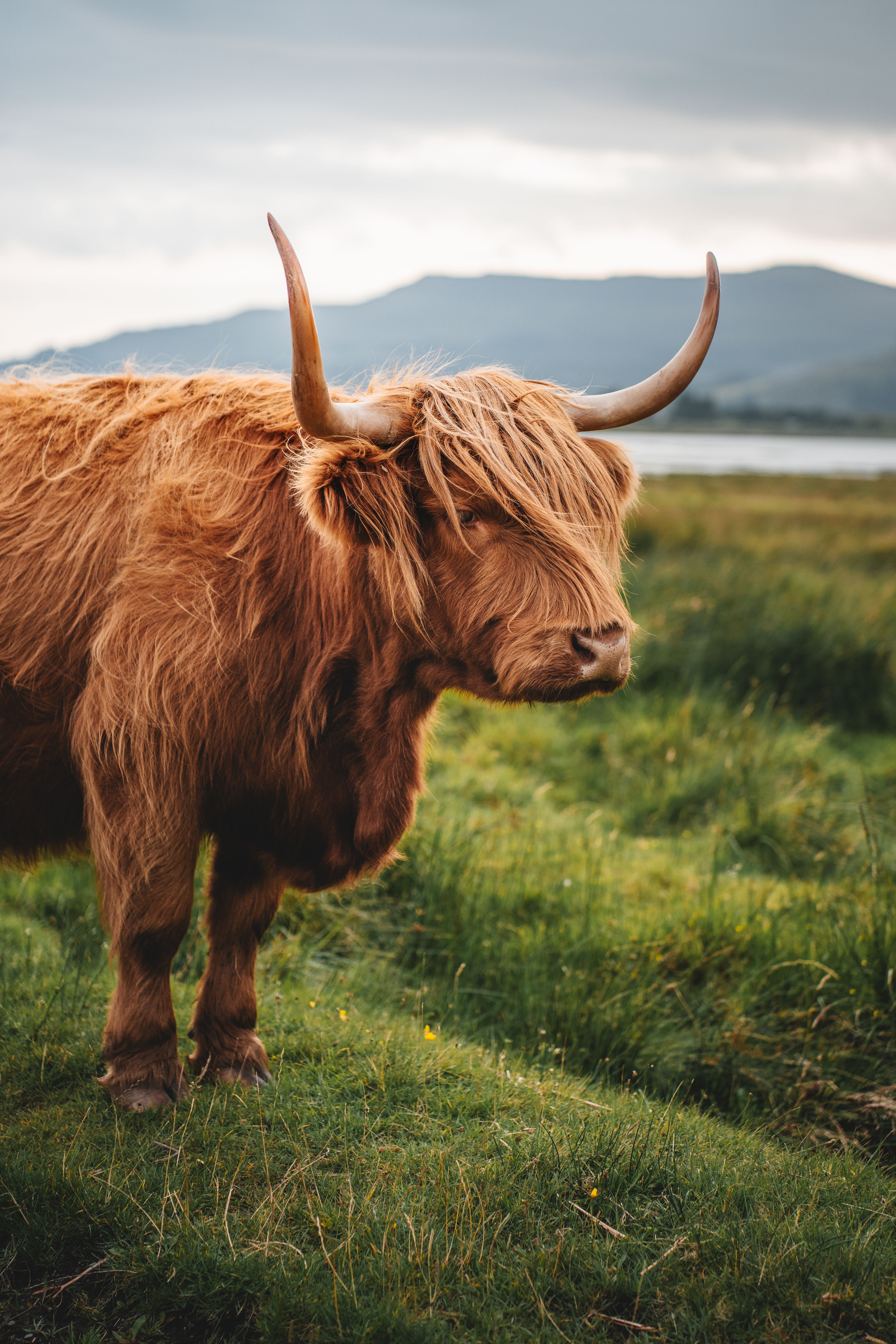 Decorazione artistica su tela con foto di mucca delle Highlands, decorazione murale su tela per la casa - Italia