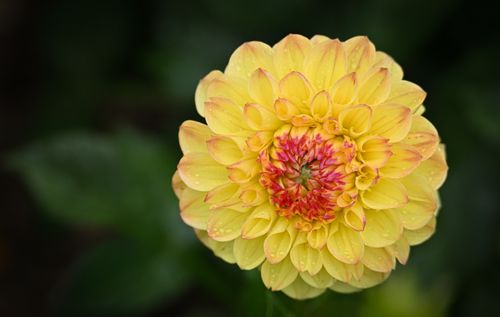 Free A detailed close-up of a yellow dahlia flower with red center and dew droplets. Stock Photo