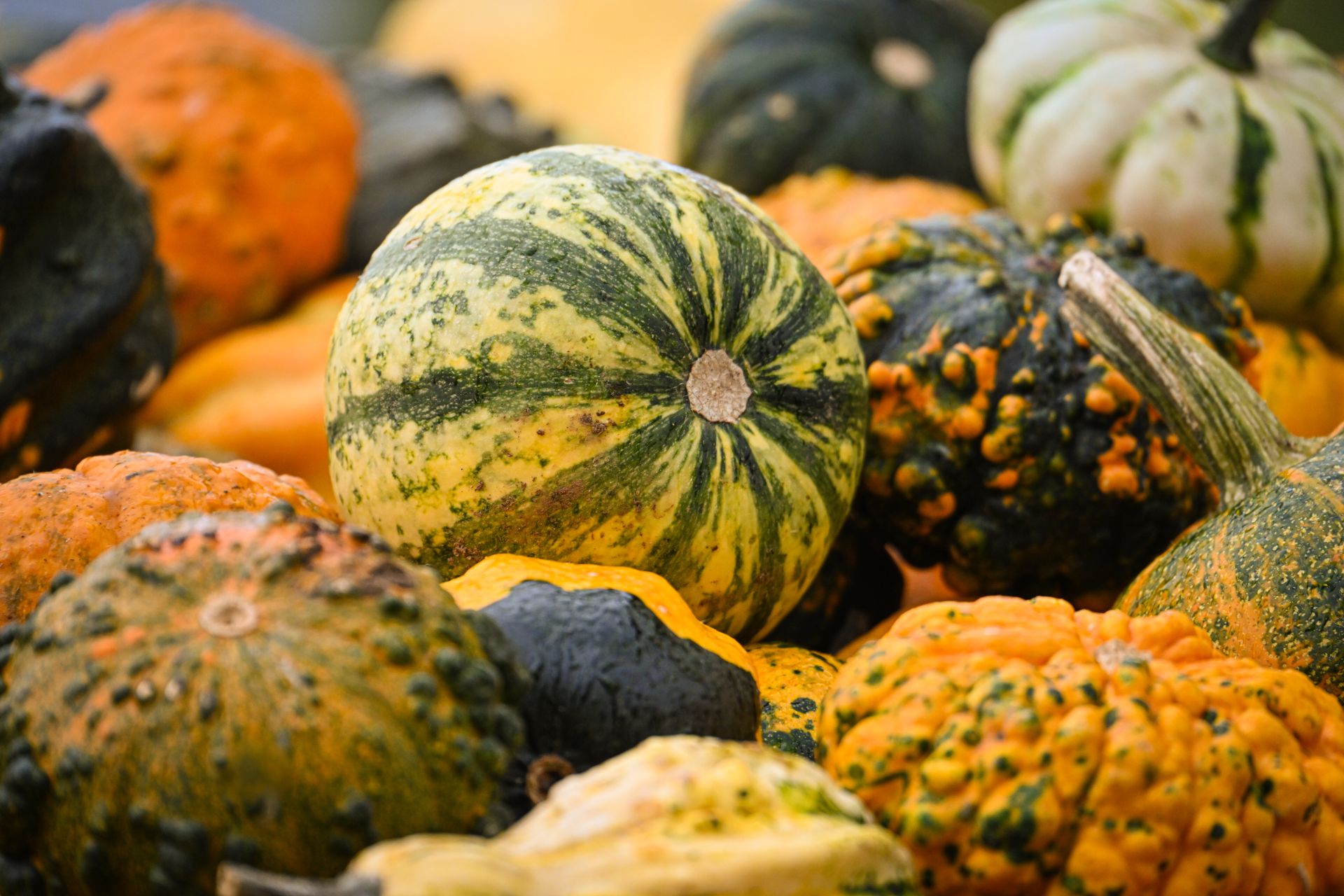 A colorful assortment of decorative gourds and pumpkins perfect for fall decorations and seasonal themes.