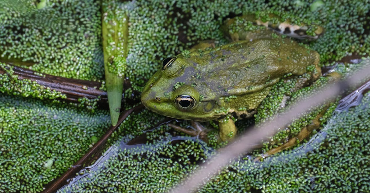 韓國動畫《海豹看看》無對白策略 助攻國際市場拓展